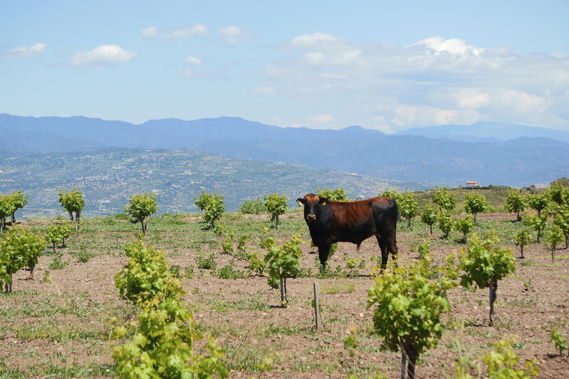VGS Chateau Potelle