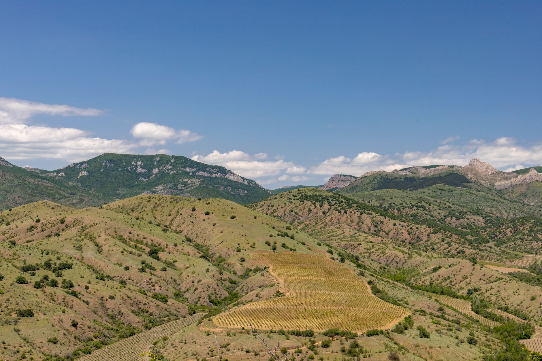 Angwin Estate Vineyards