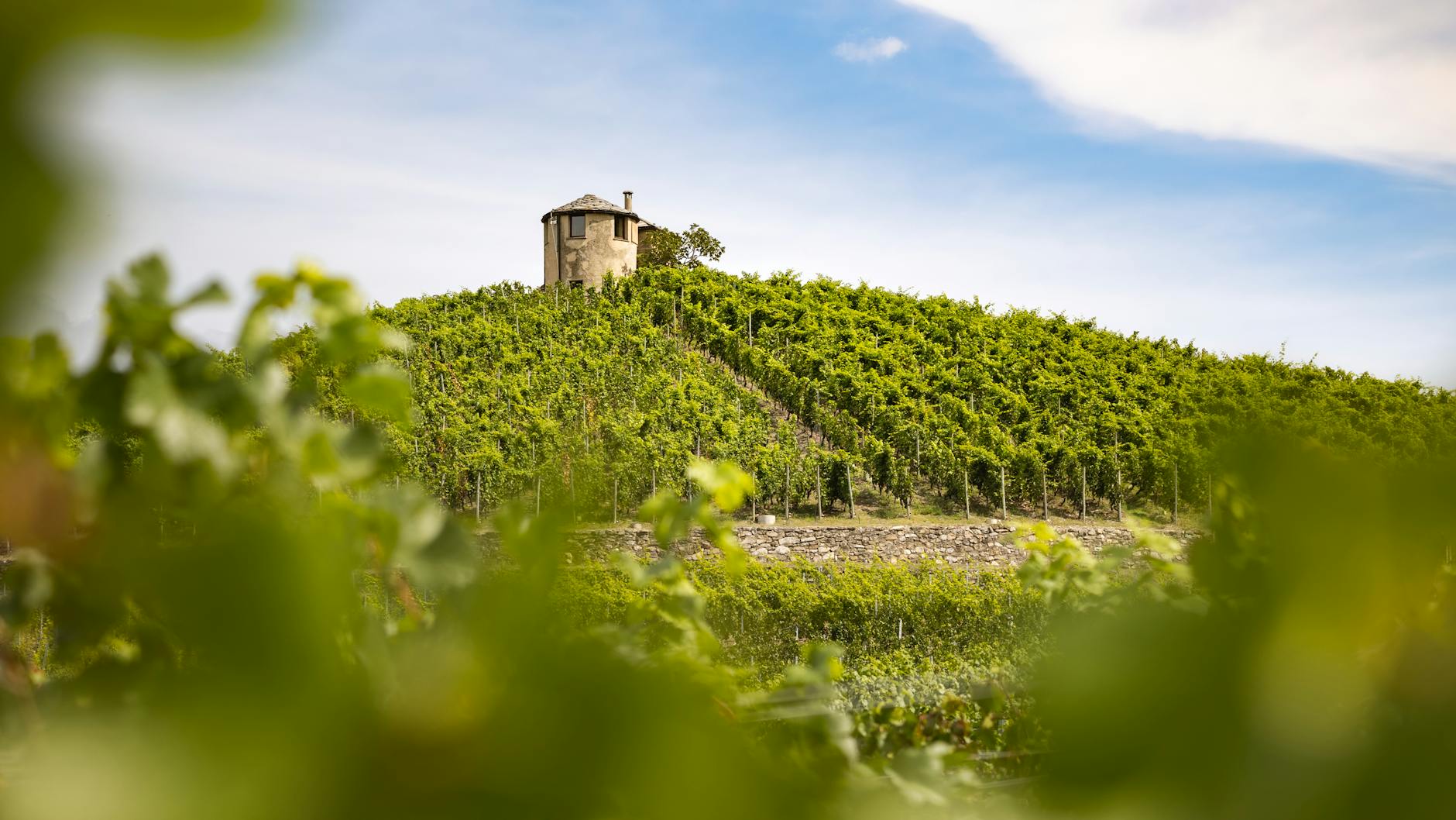 Diamond Mountain Vineyard