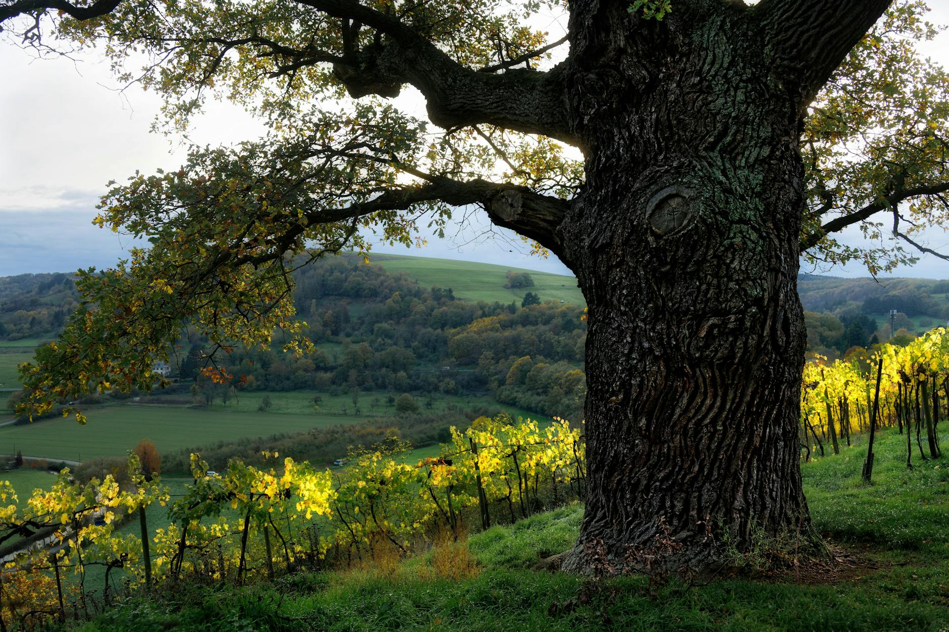 CADE Estate Winery