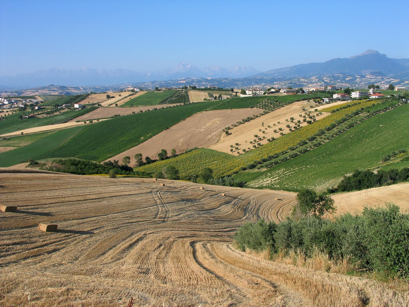 Bravante Vineyards