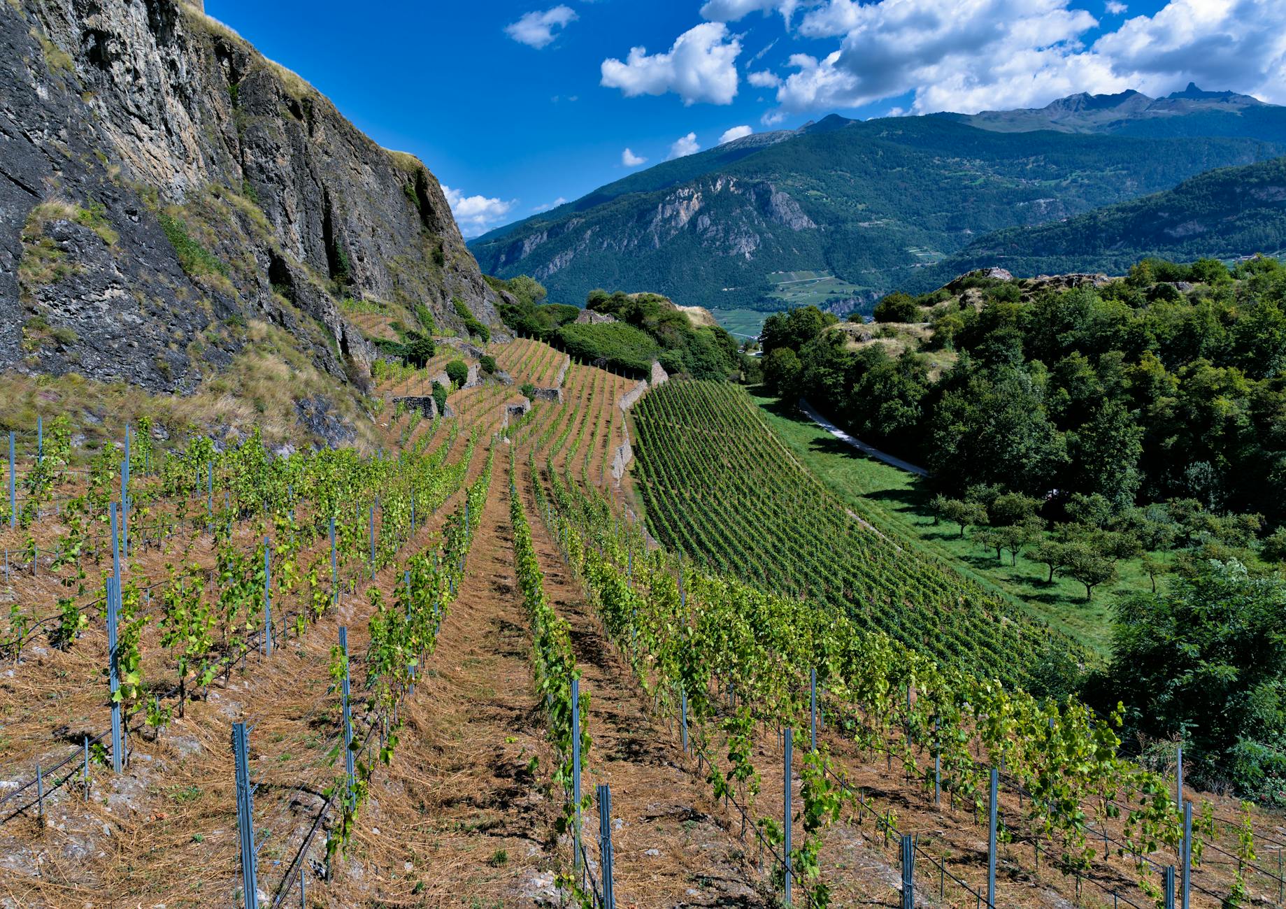 Lamborn Family Vineyards