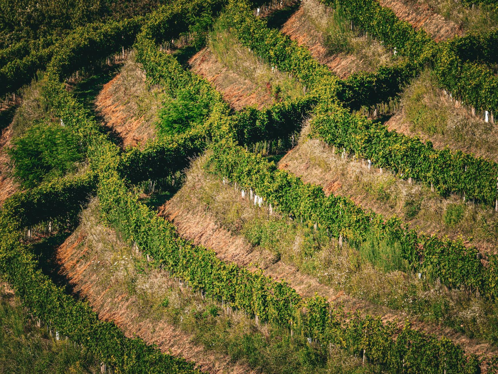 Barnett Vineyards
