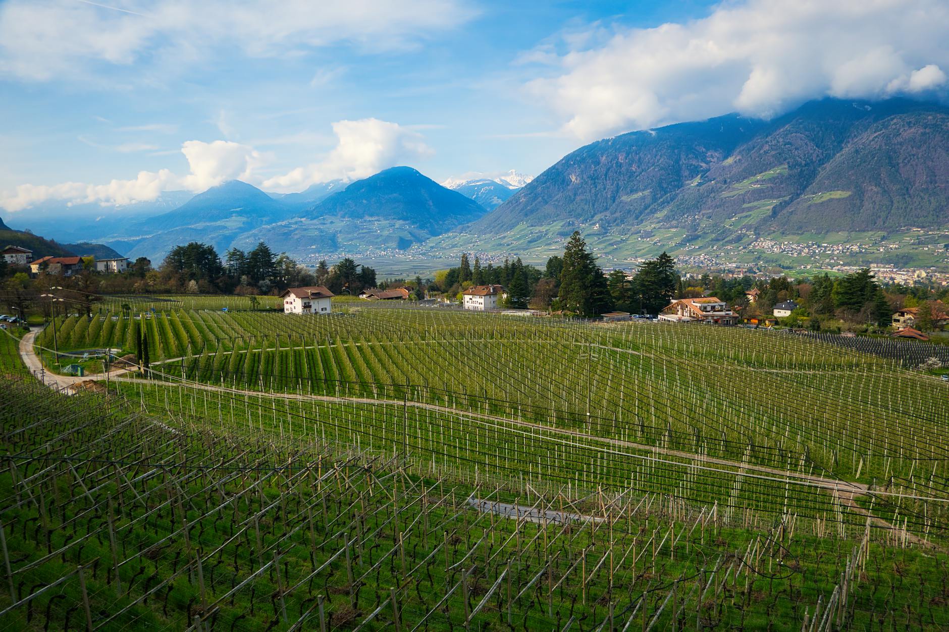 Elan Vineyards