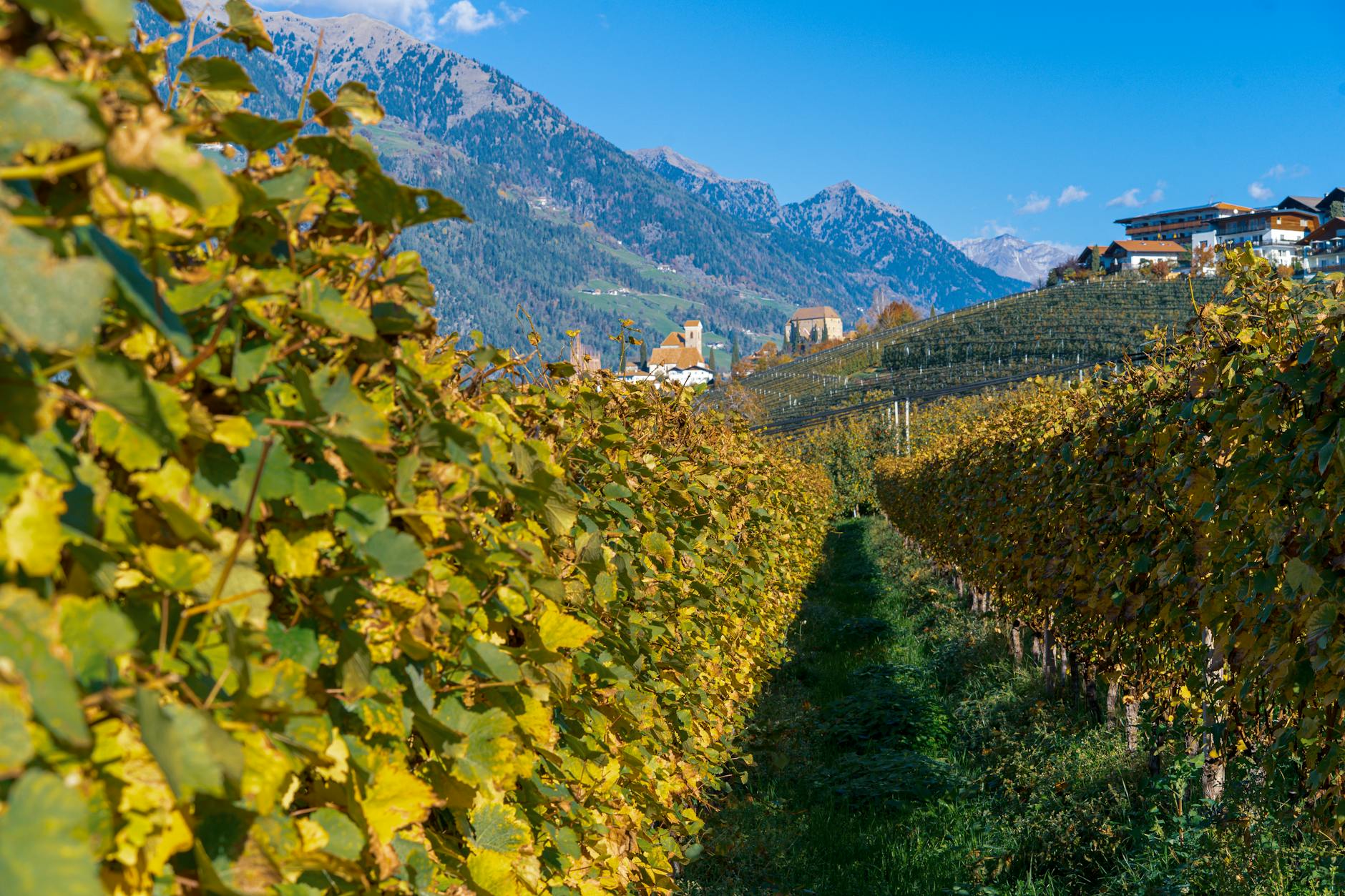 Myriad Cellars