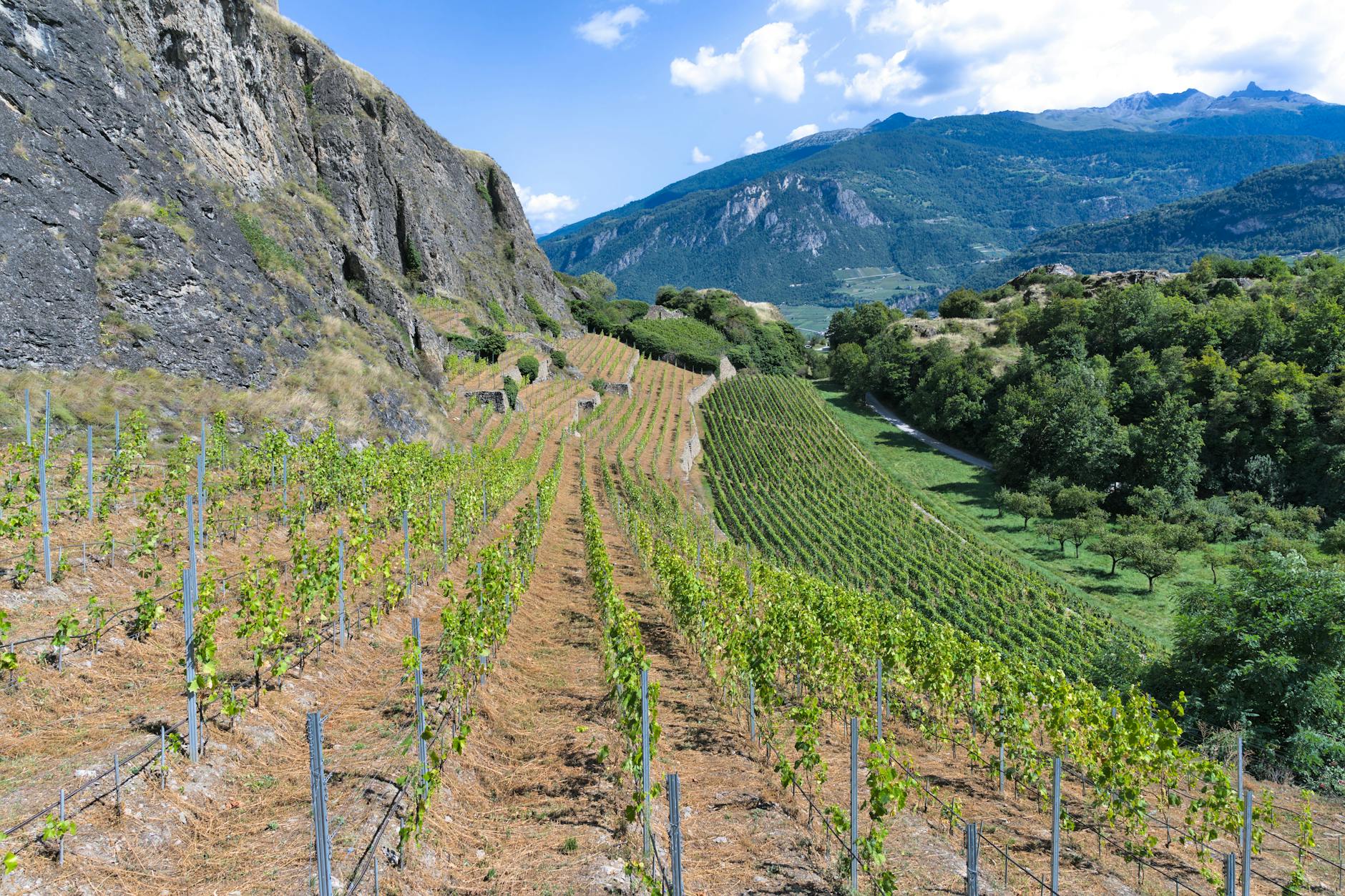 Marston Family Vineyard