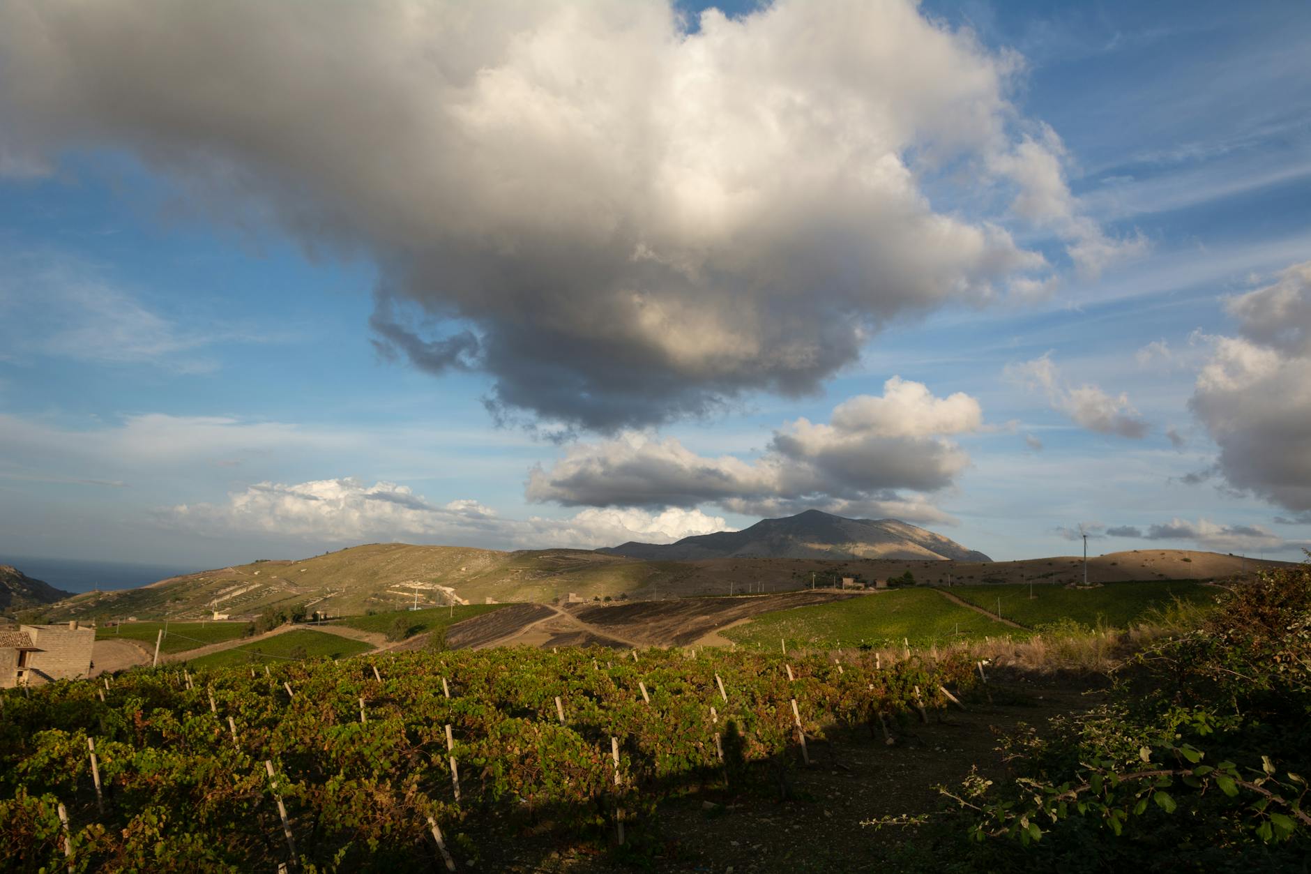 Vineyard 7 & 8