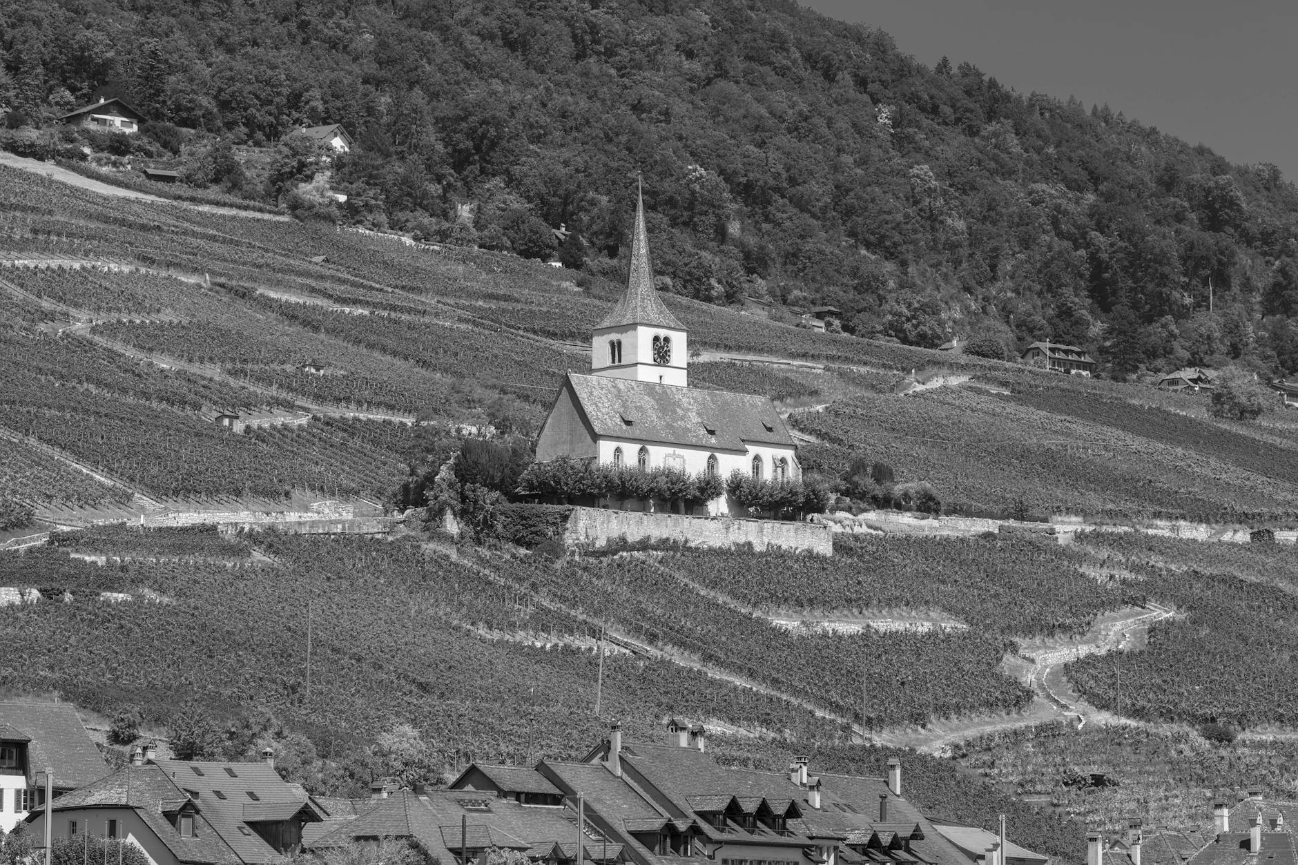 Hertelendy Vineyards