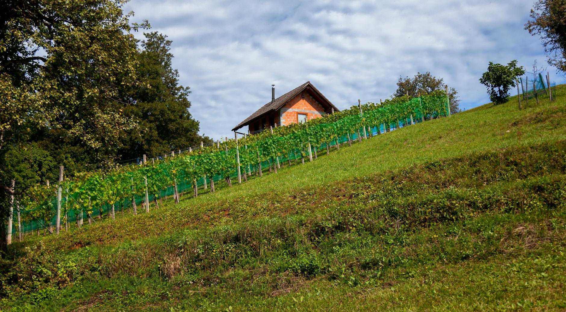Summit Lake Vineyards
