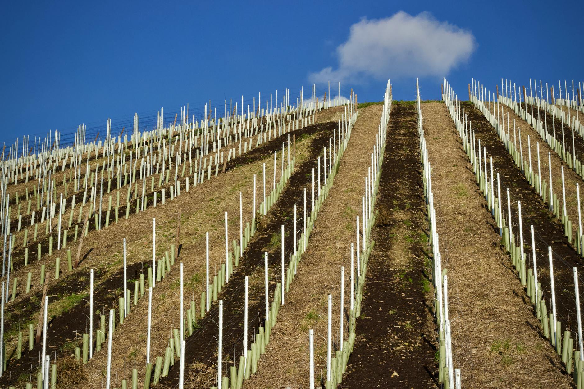Smith-Madrone Vineyards