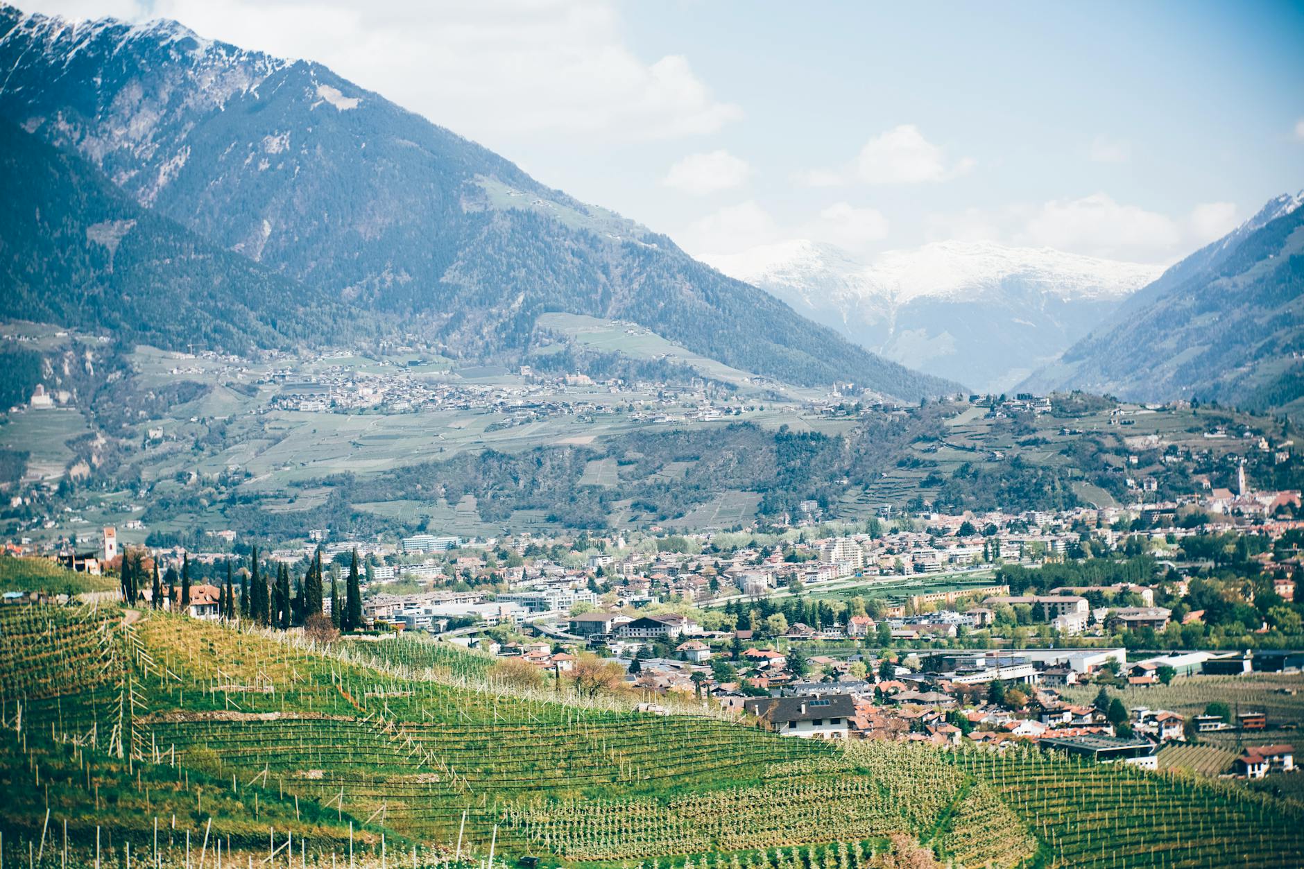 Juslyn Vineyards