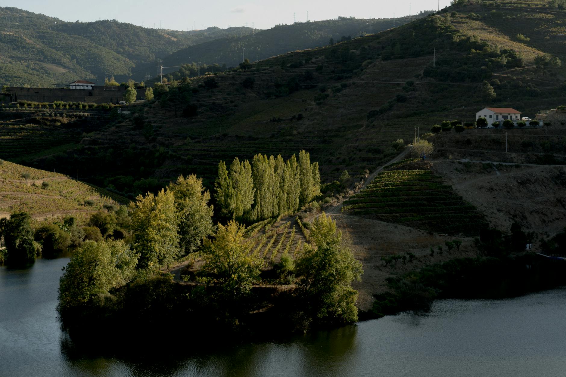 Antonio Mountain Vineyards