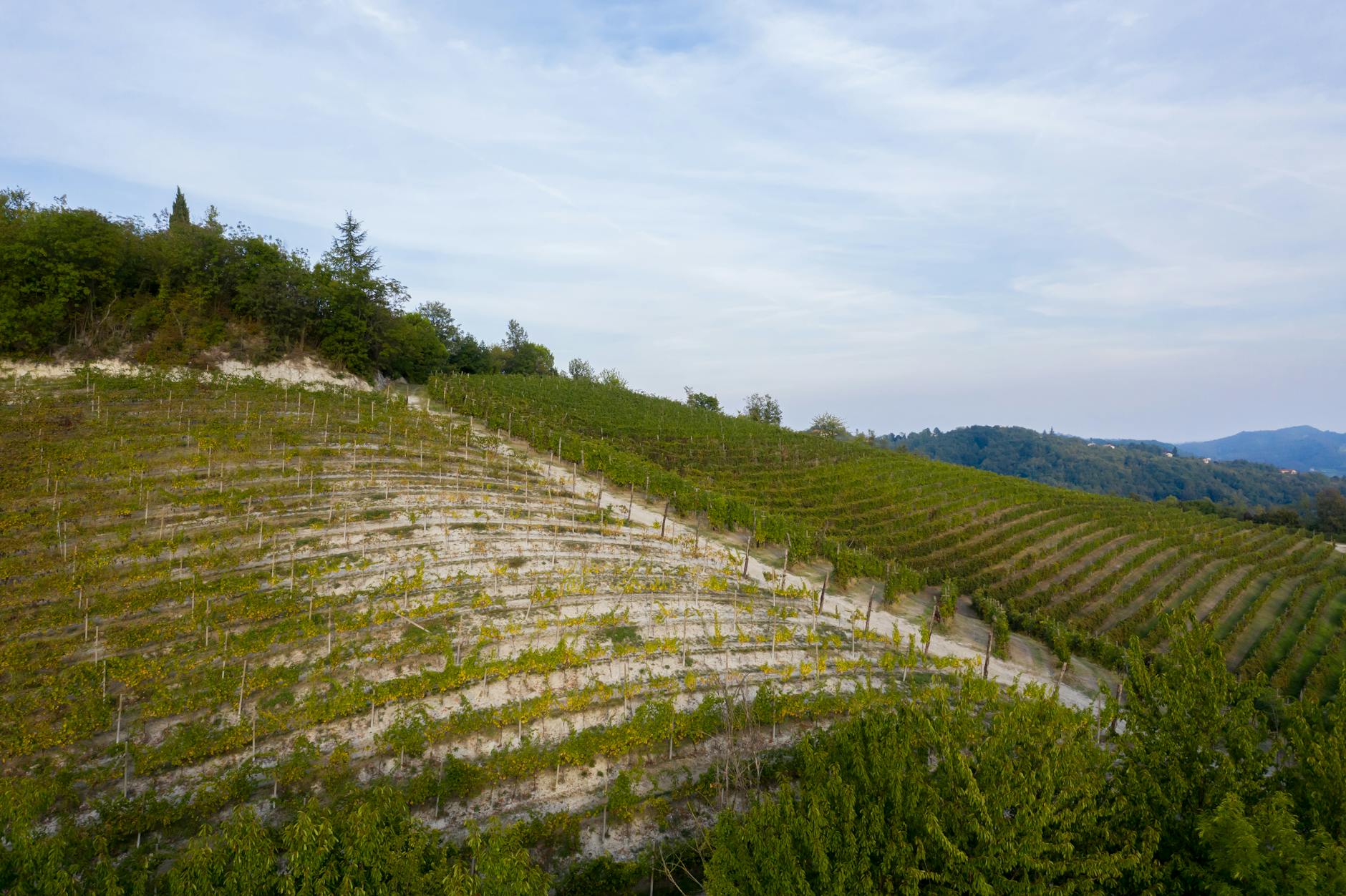 Sciandri Family Vineyards