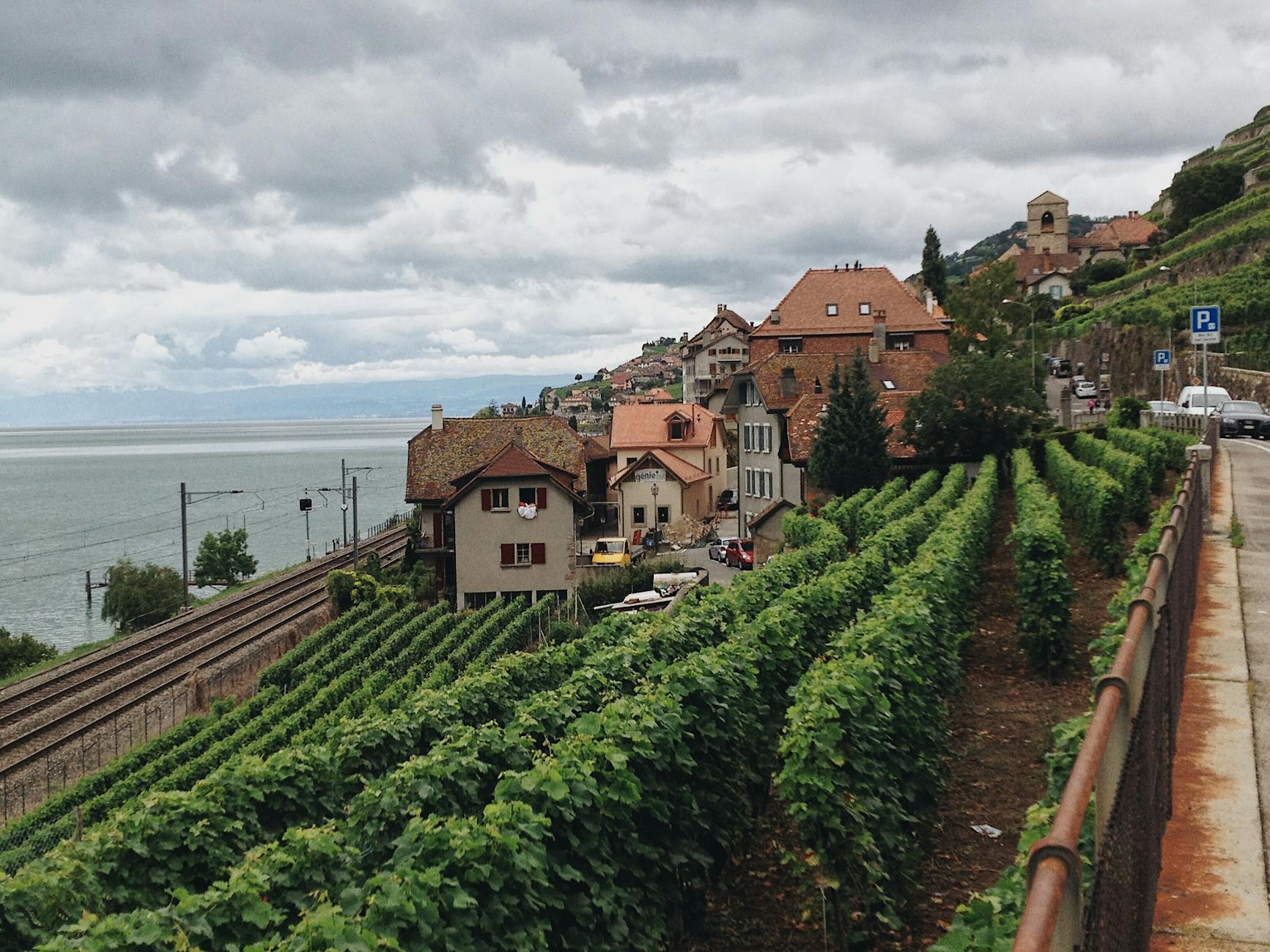 Robert Foley Vineyards