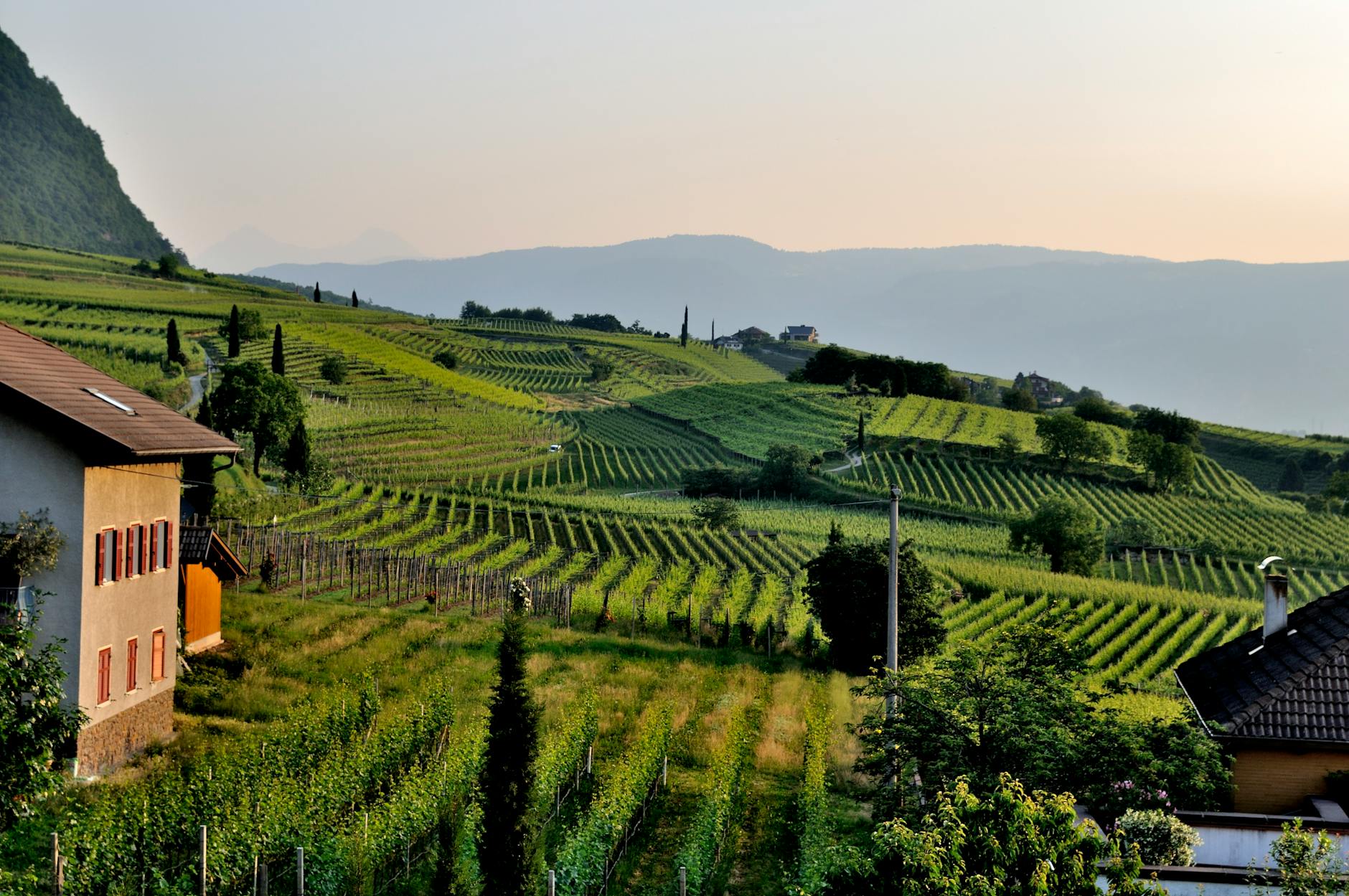 Neal Family Vineyards
