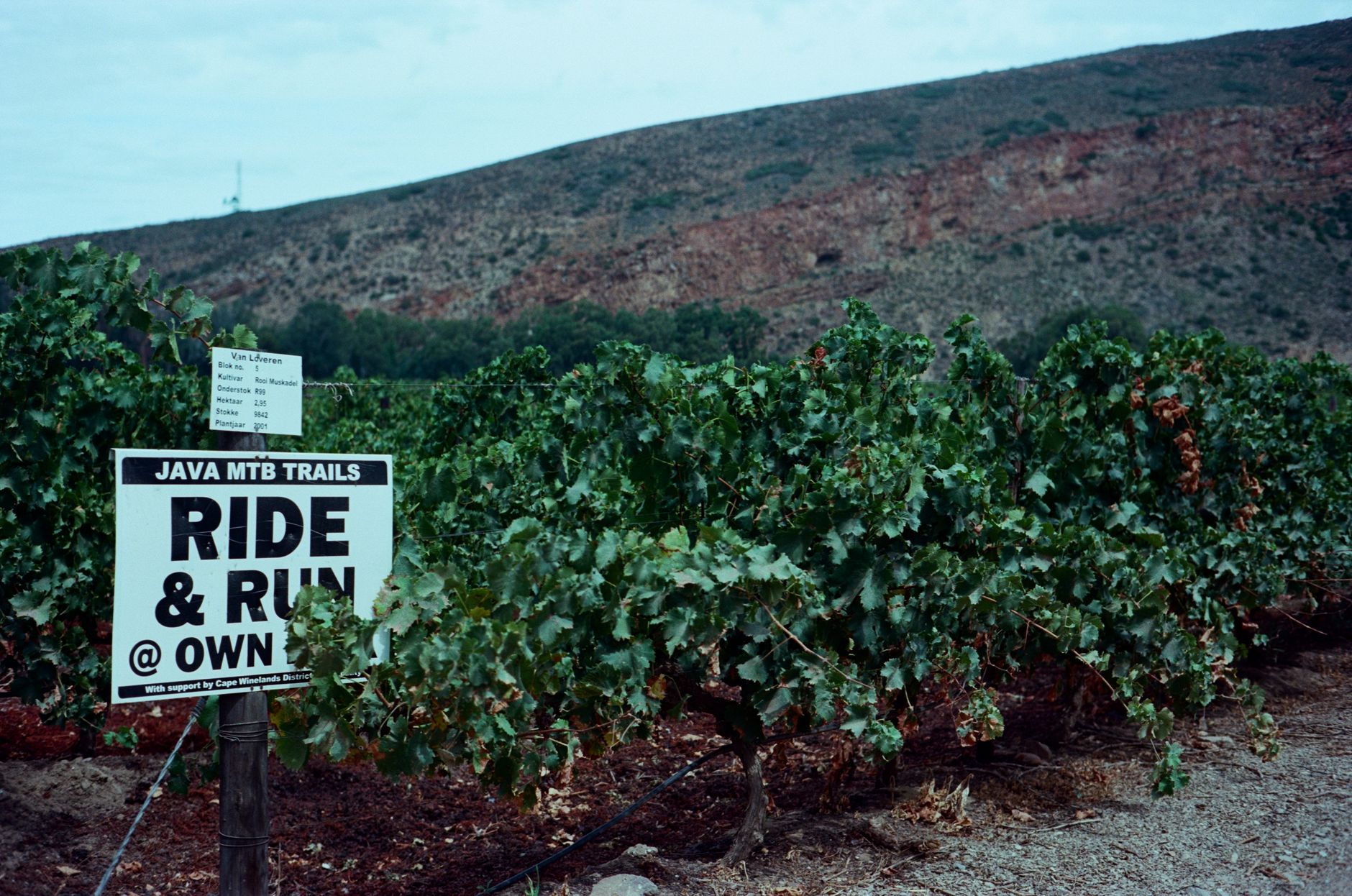 Morlet Family Vineyards