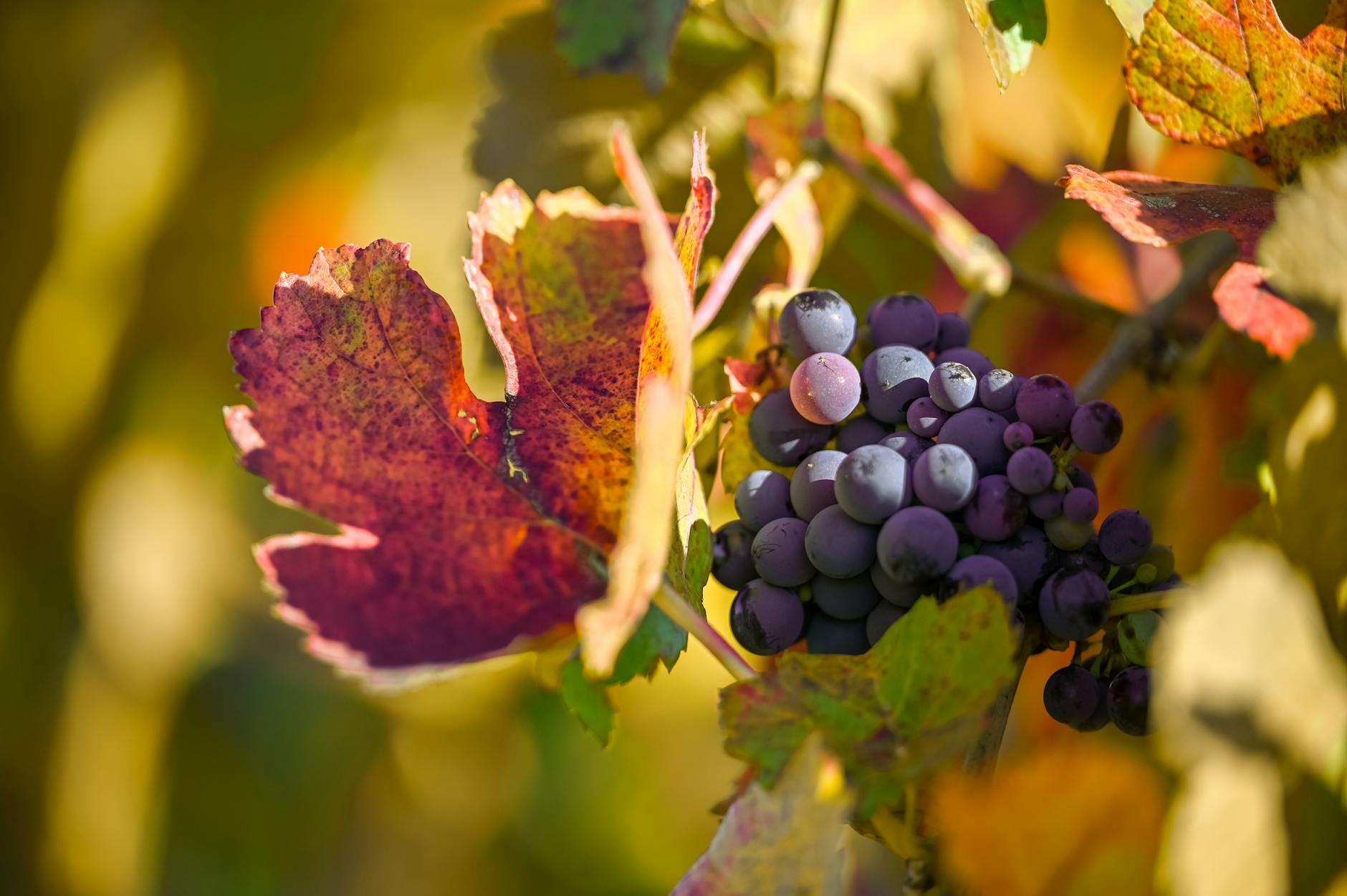 Ripe Cabernet grapes on the vine at harvest