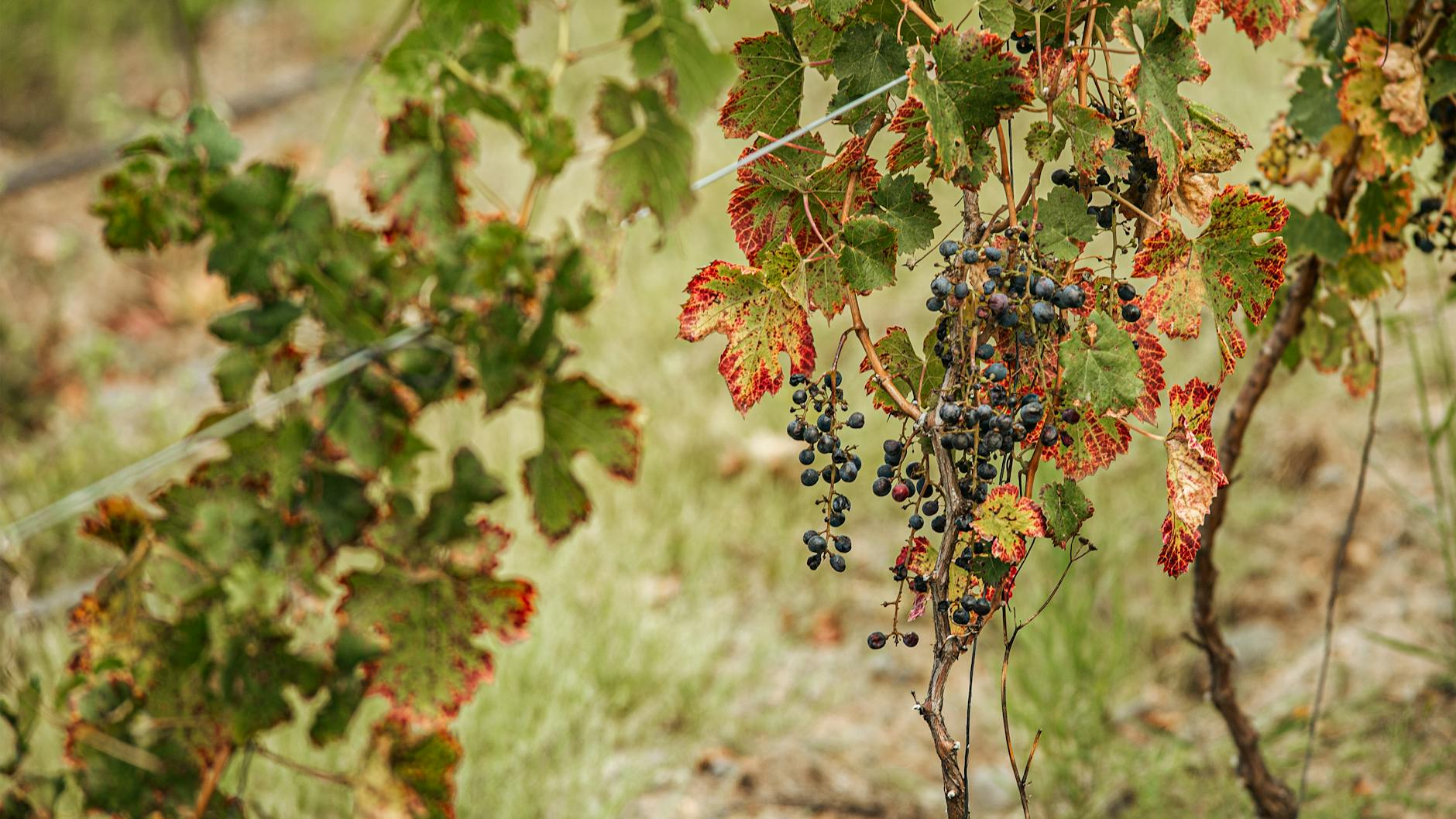 Housley Napa Valley