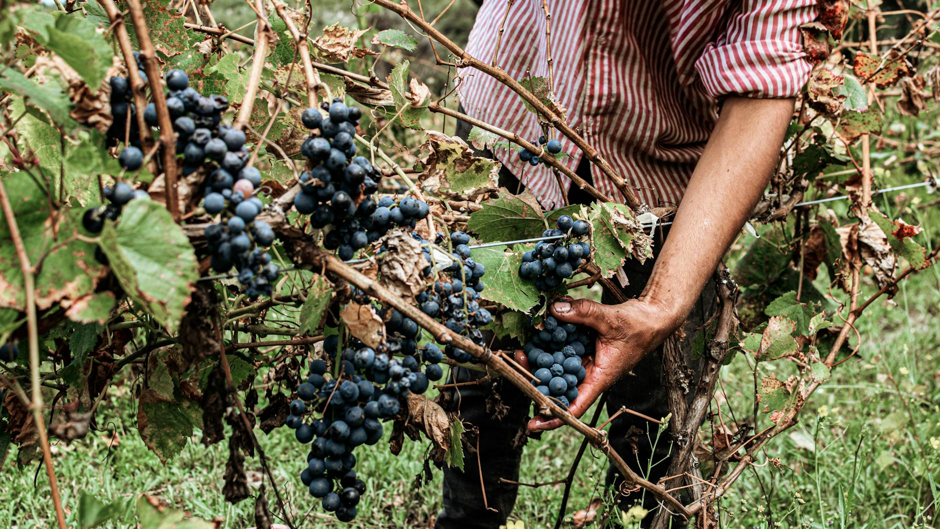 Amici Cellars