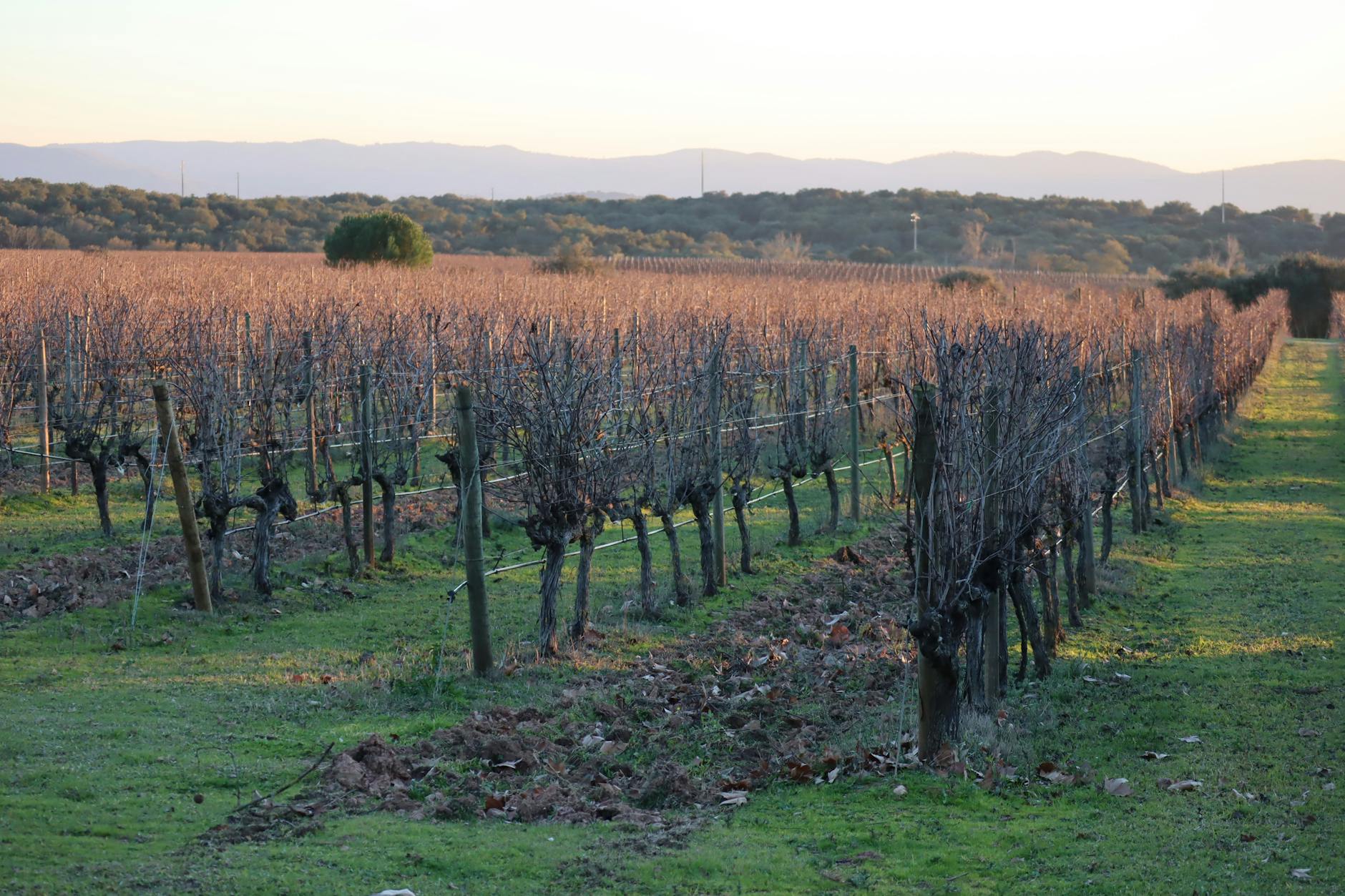 Brand Napa Valley