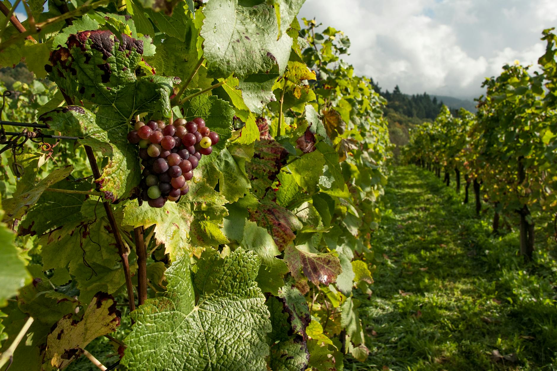 Bacio Divino Cellars