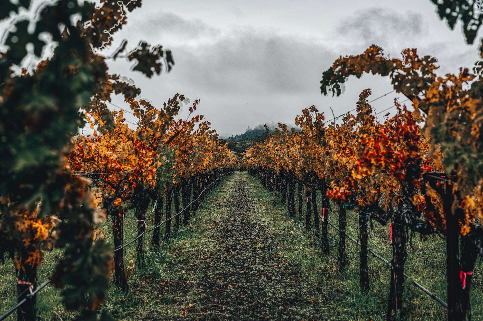 Coquerel Family Wine Estates