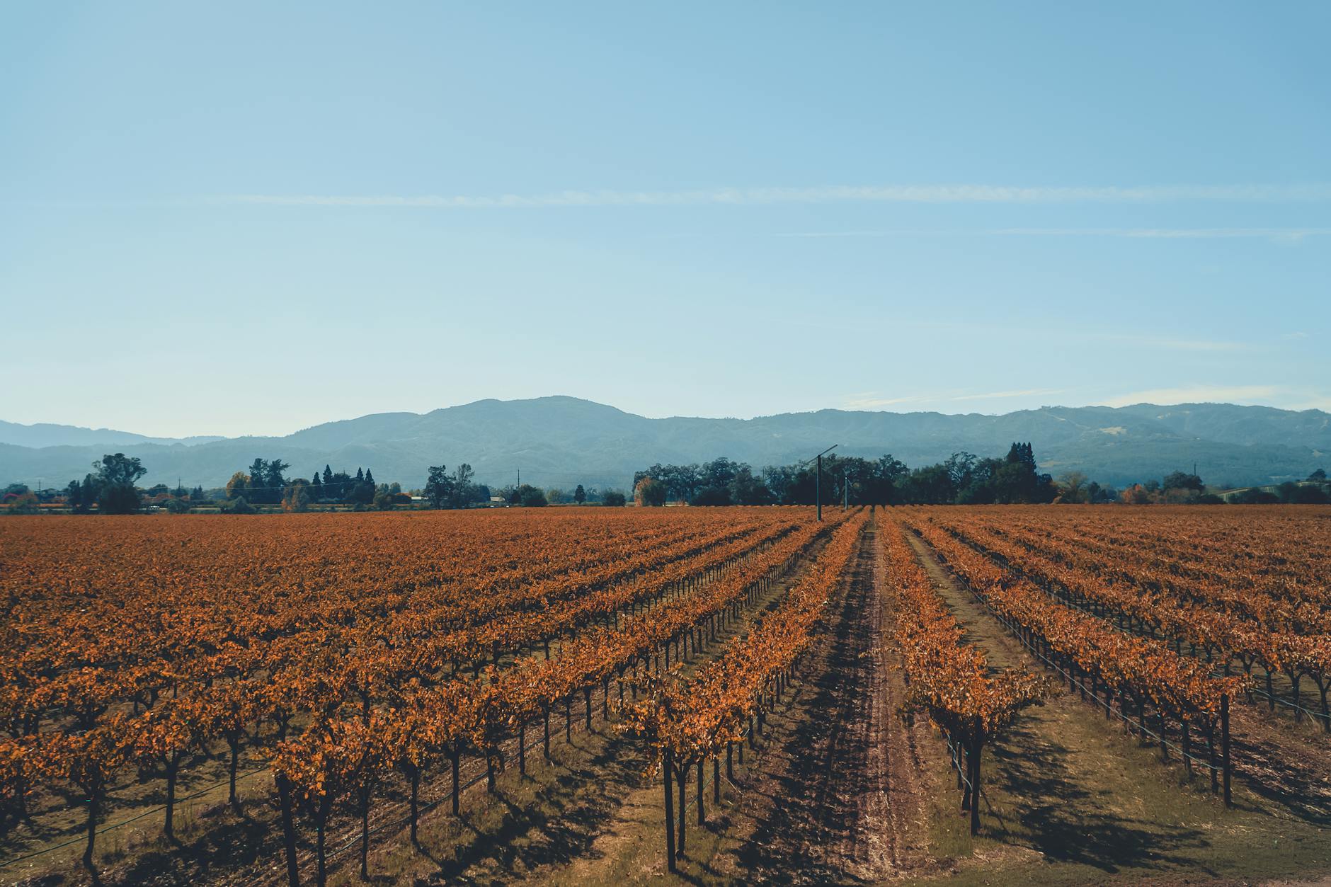 Adastra Wines