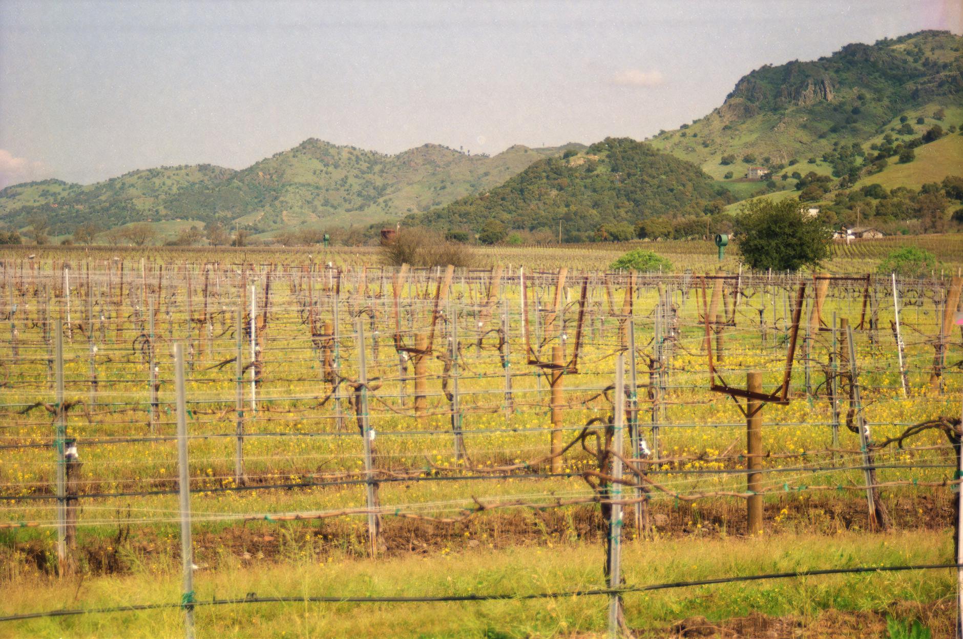 Dutch Henry Winery