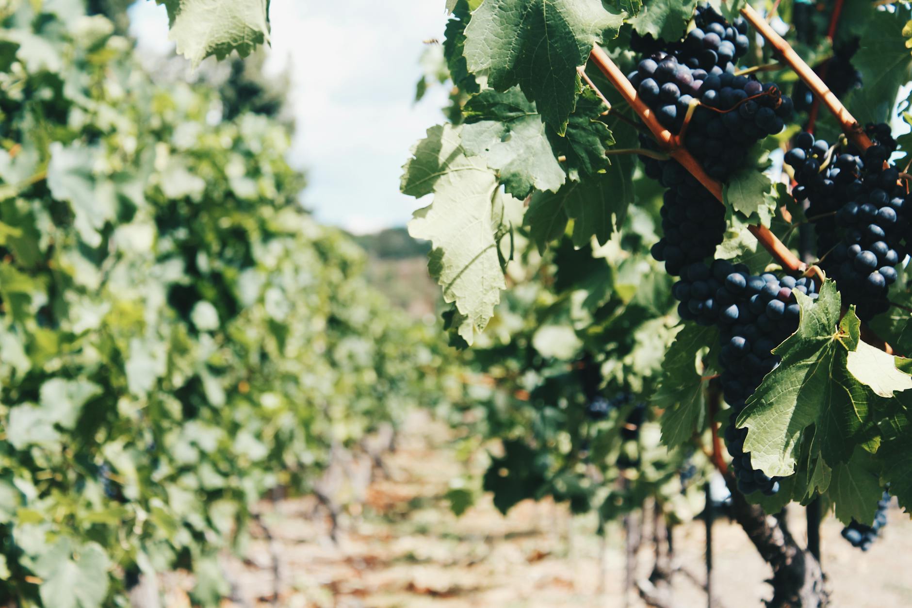 Napa Cellars