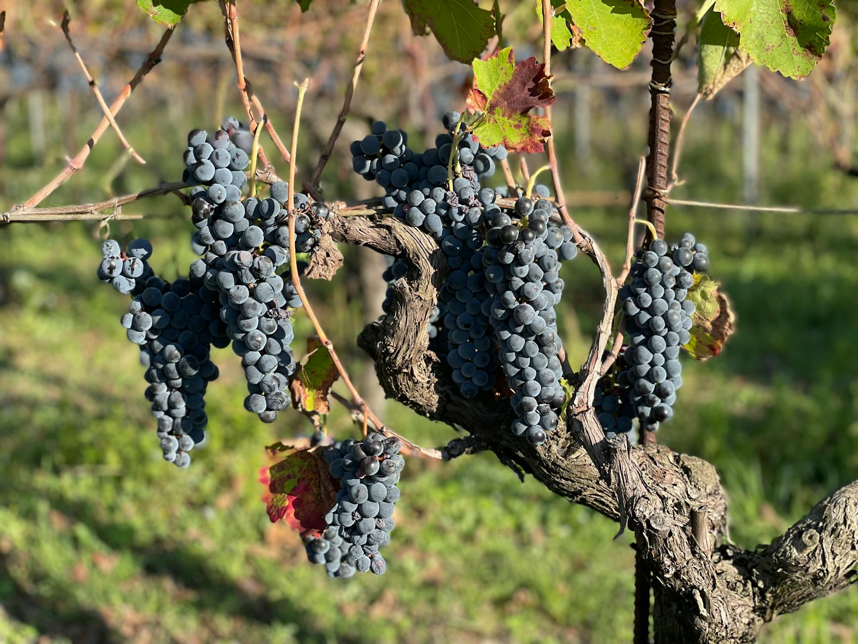 Clark-Claudon Vineyards