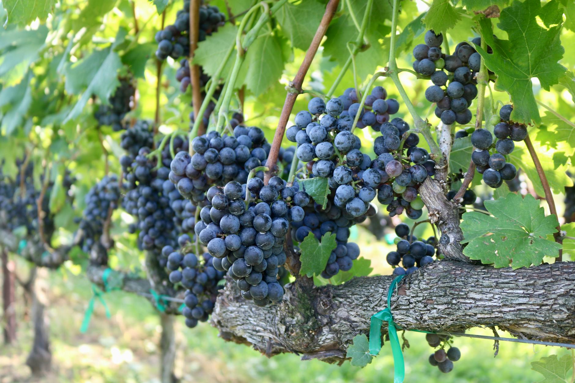 Bevan Cellars
