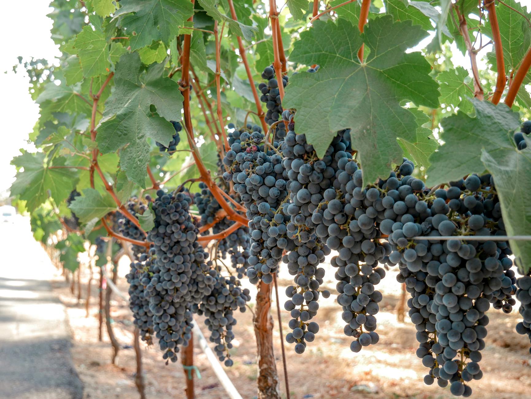 Flora Springs Winery