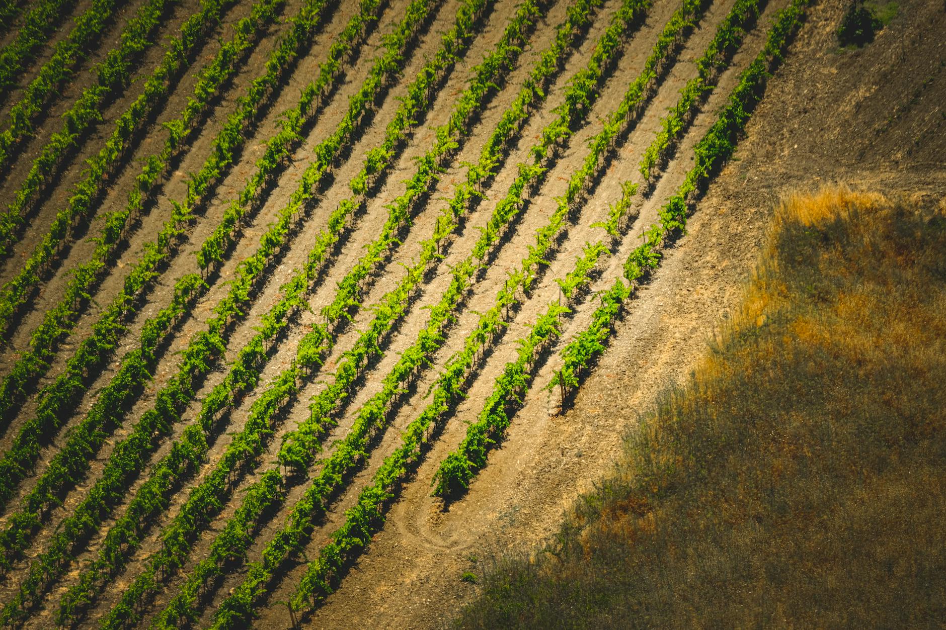 Addax Wines