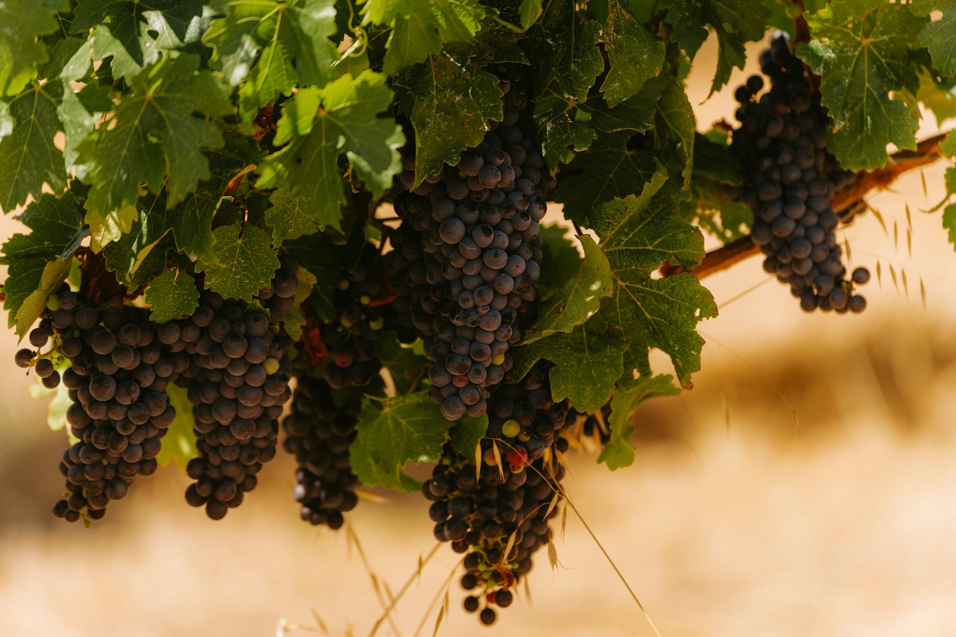 Sullivan Vineyards