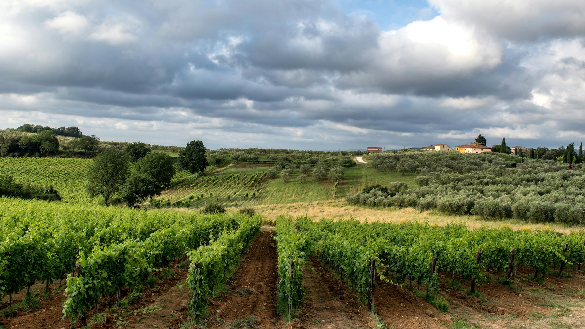 Brown Estate Vineyards