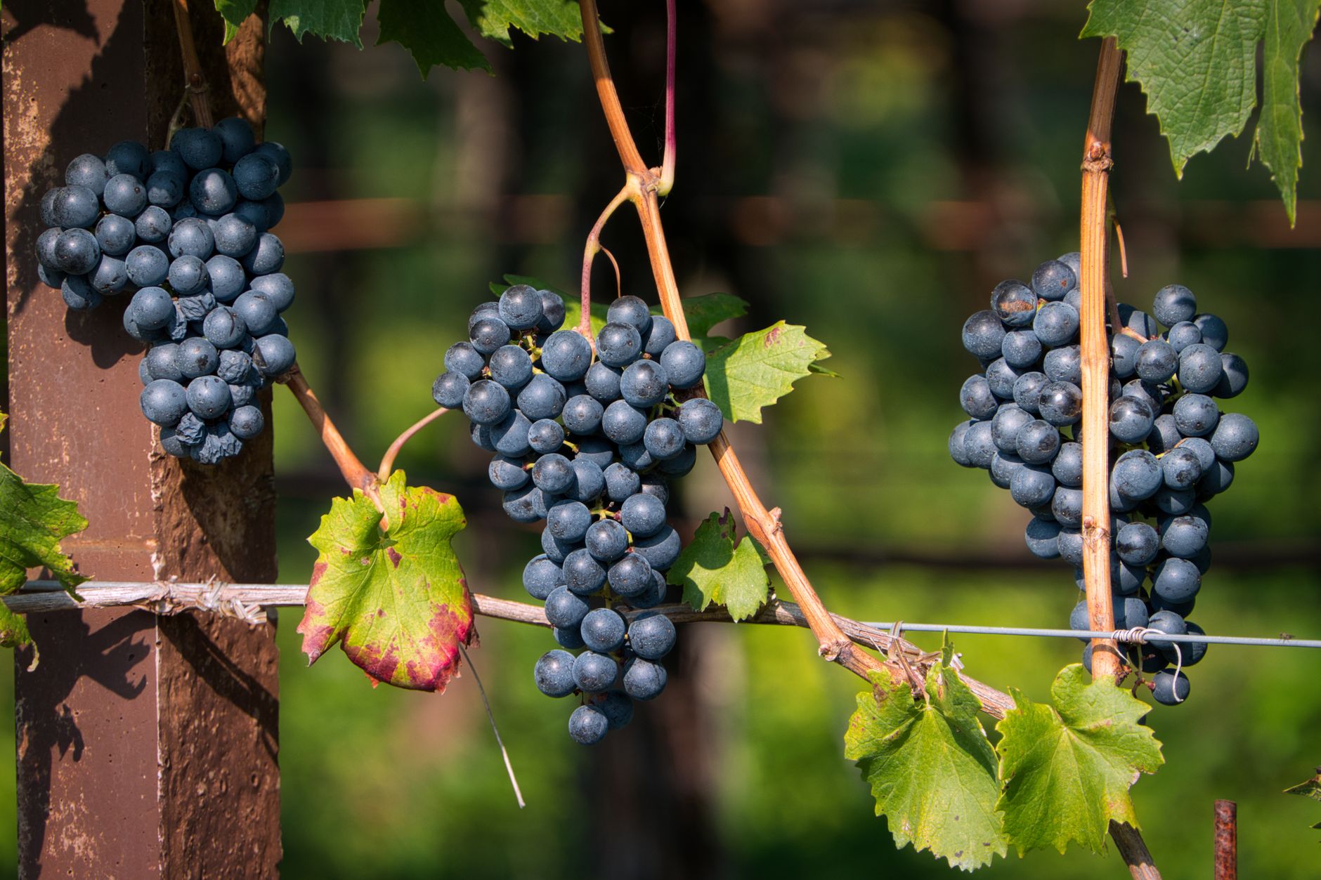 Rutherford Ranch Winery