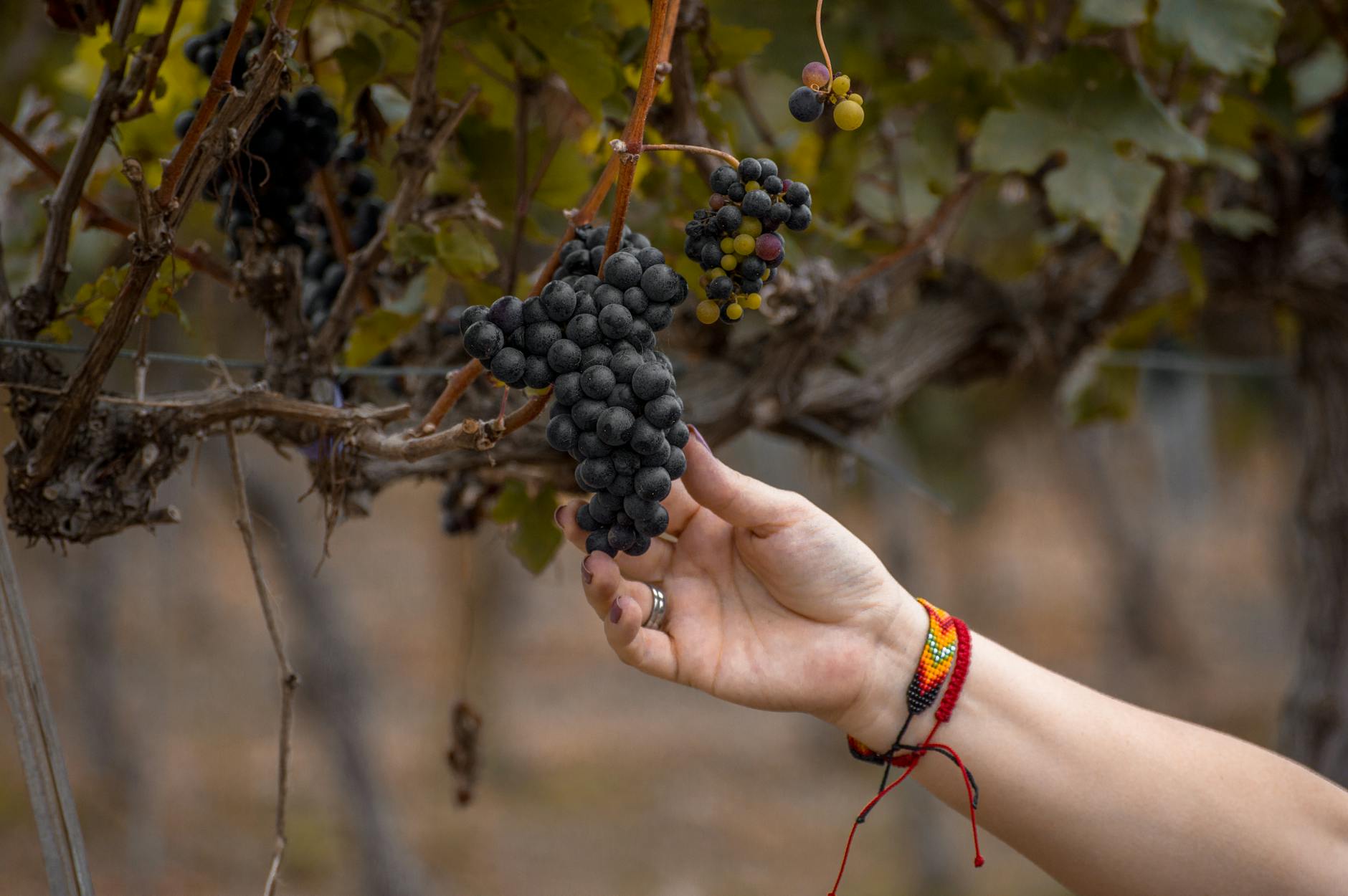 Failla Wines