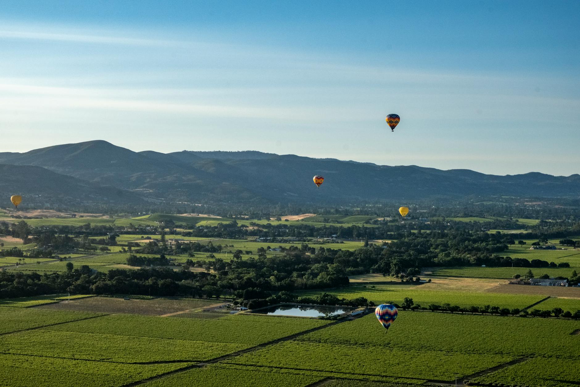 Carte Blanche Wines