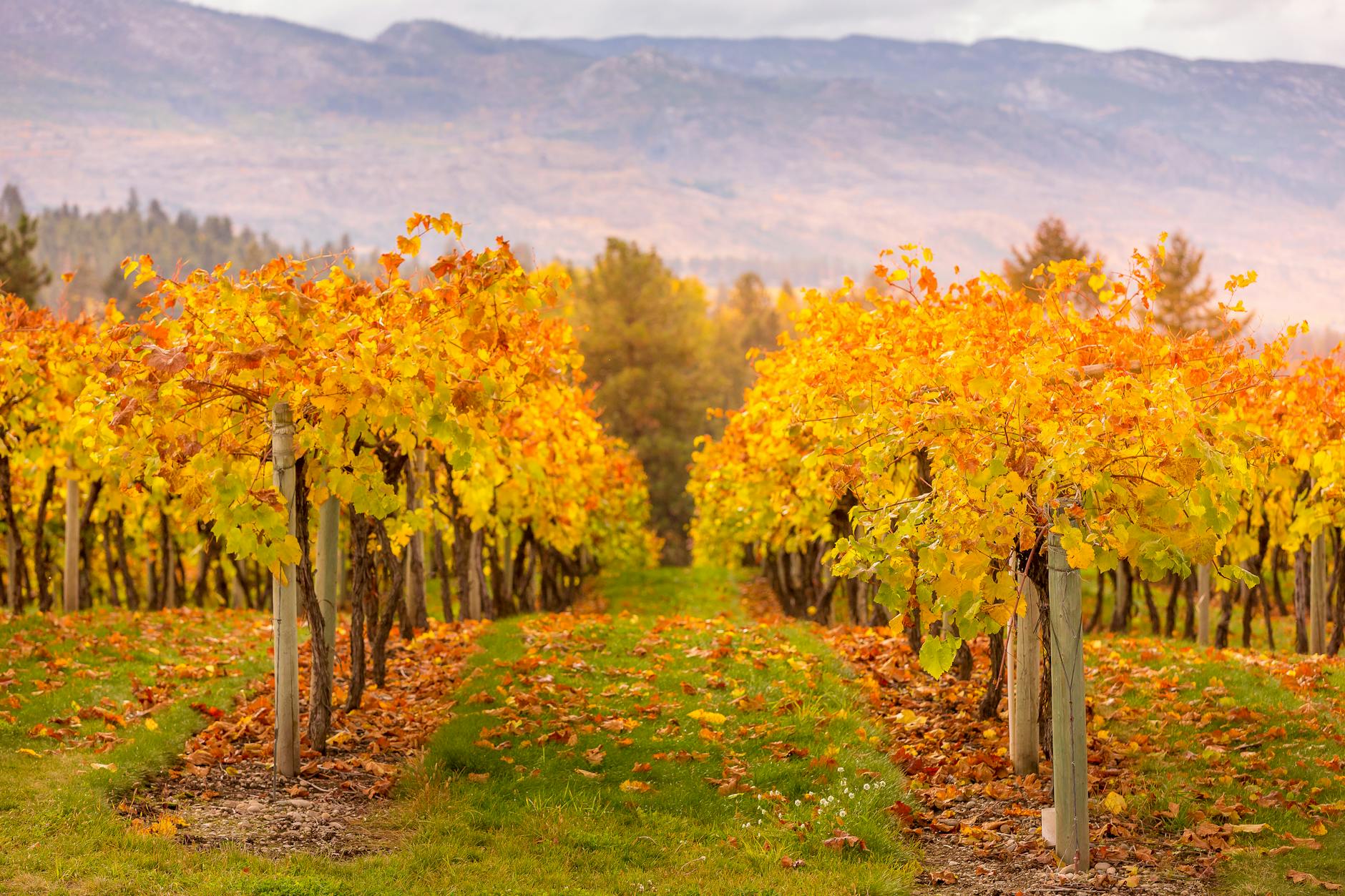 Hope & Grace Wines