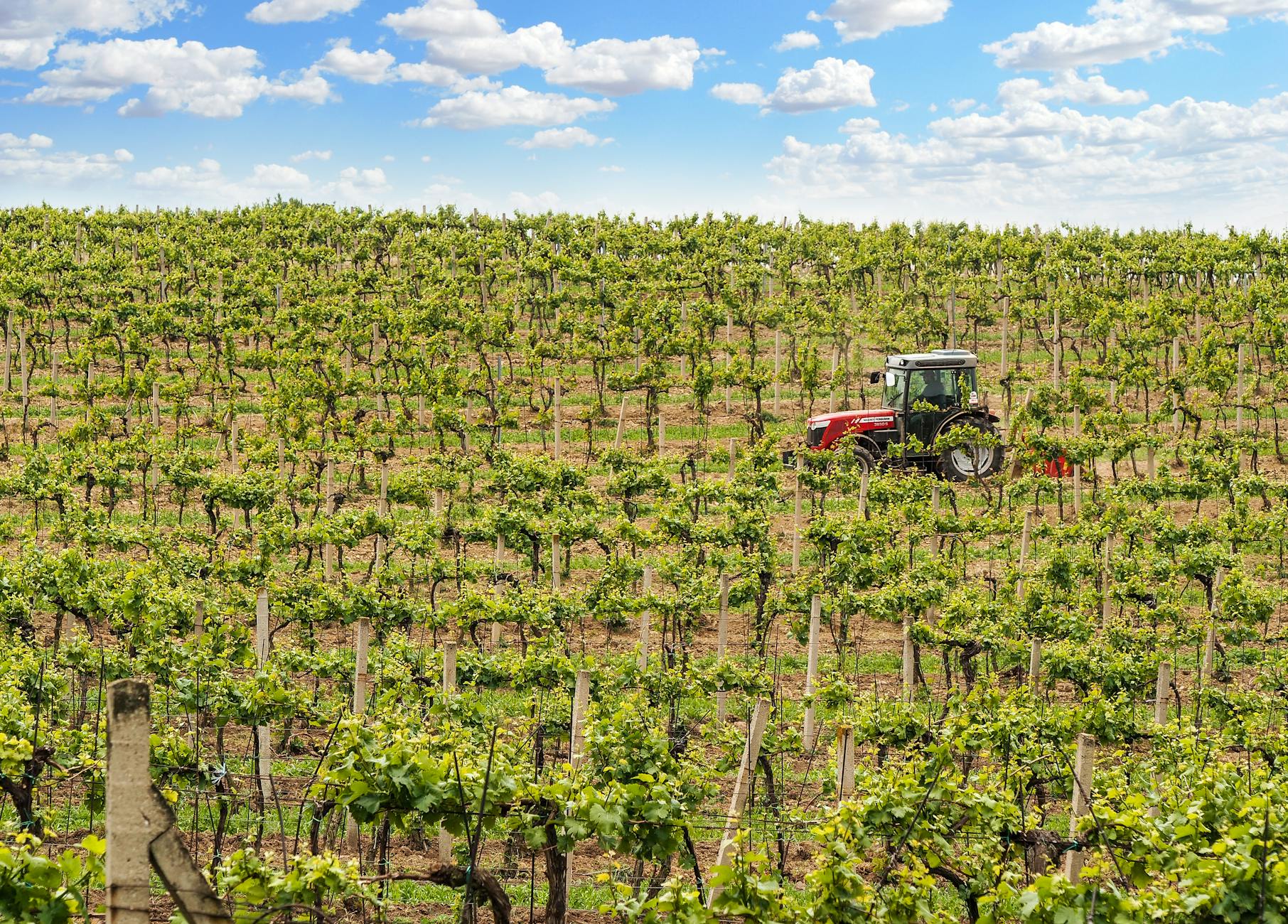 Vinoce Vineyards