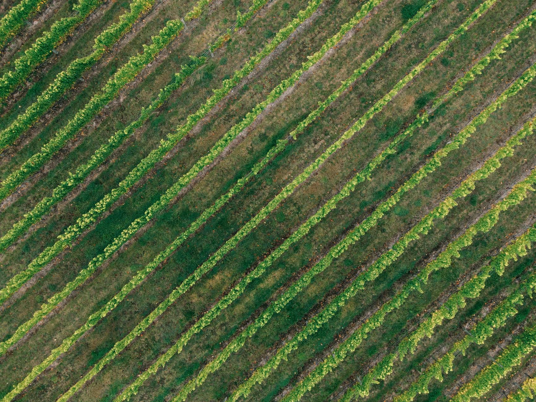 Hoopes Vineyard