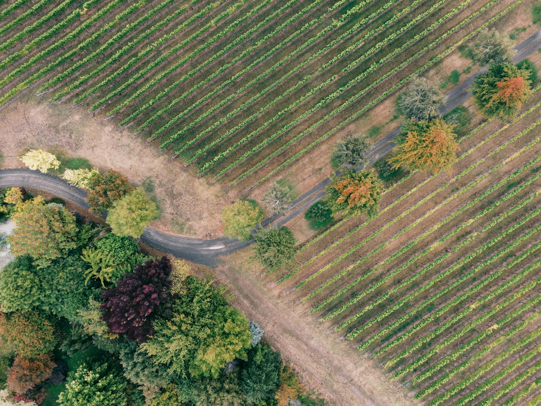 Capp Heritage Vineyards