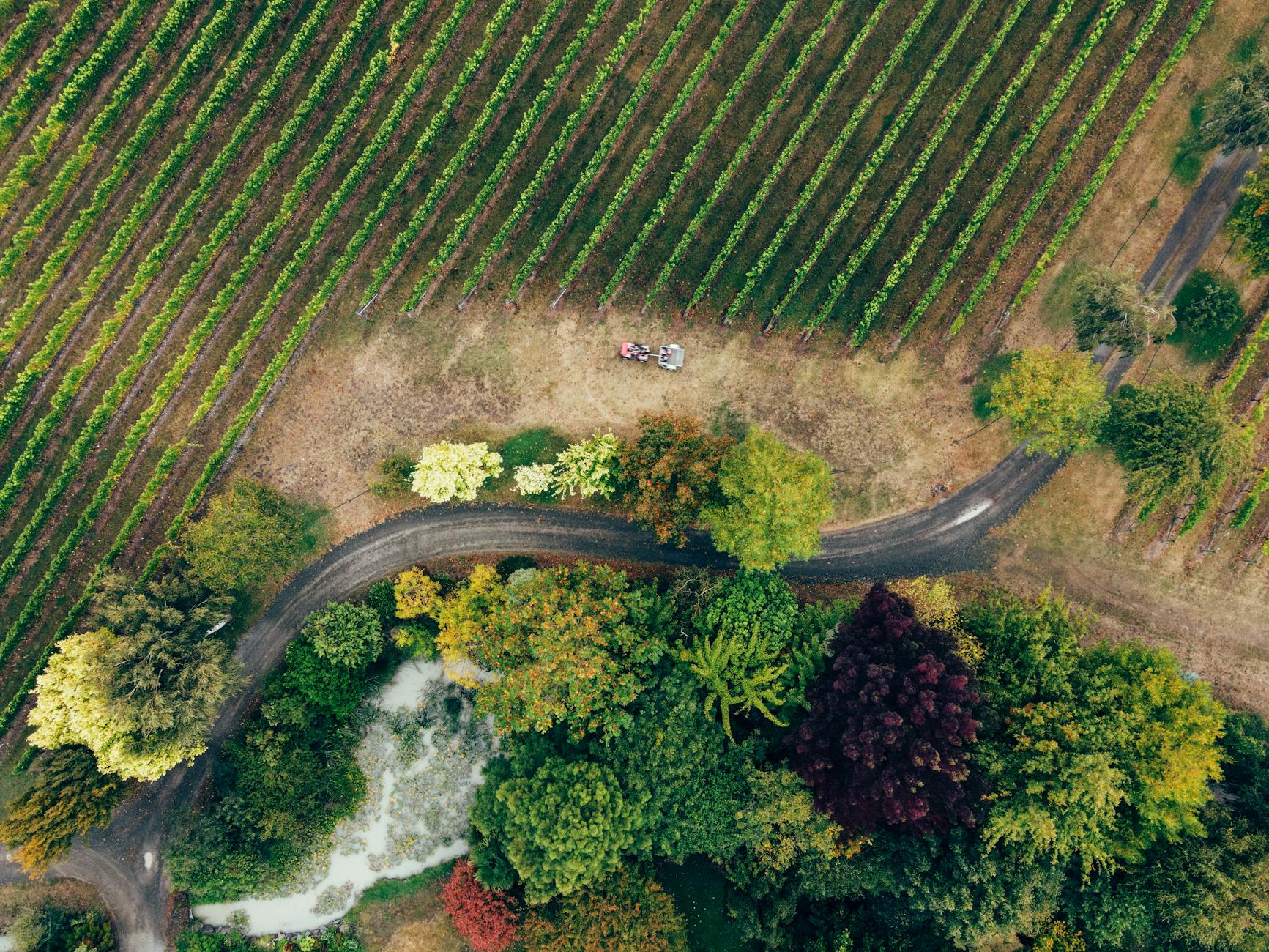 Understanding Napa Cabernet: A Varietal Deep Dive