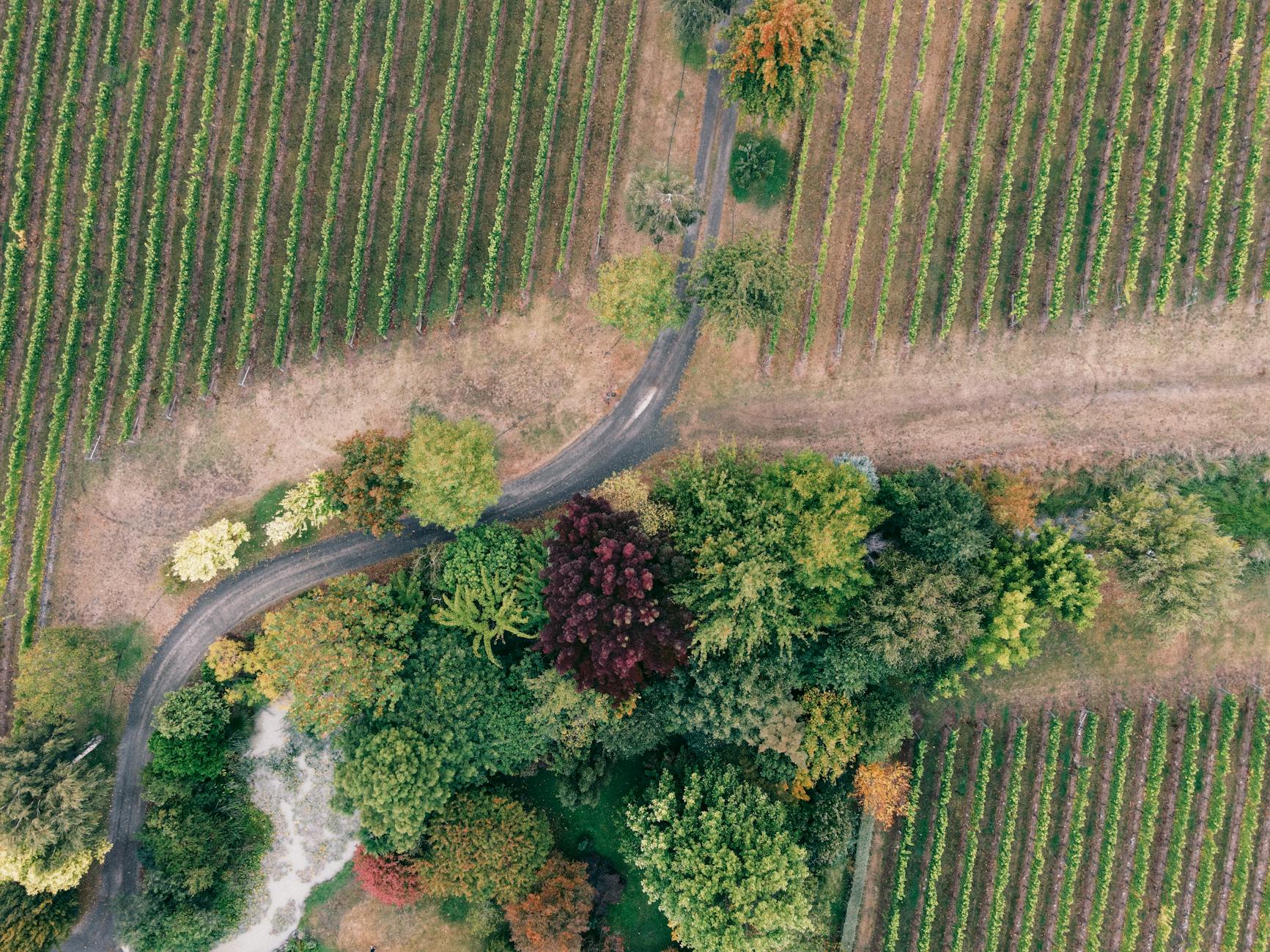 Hewitt Vineyard