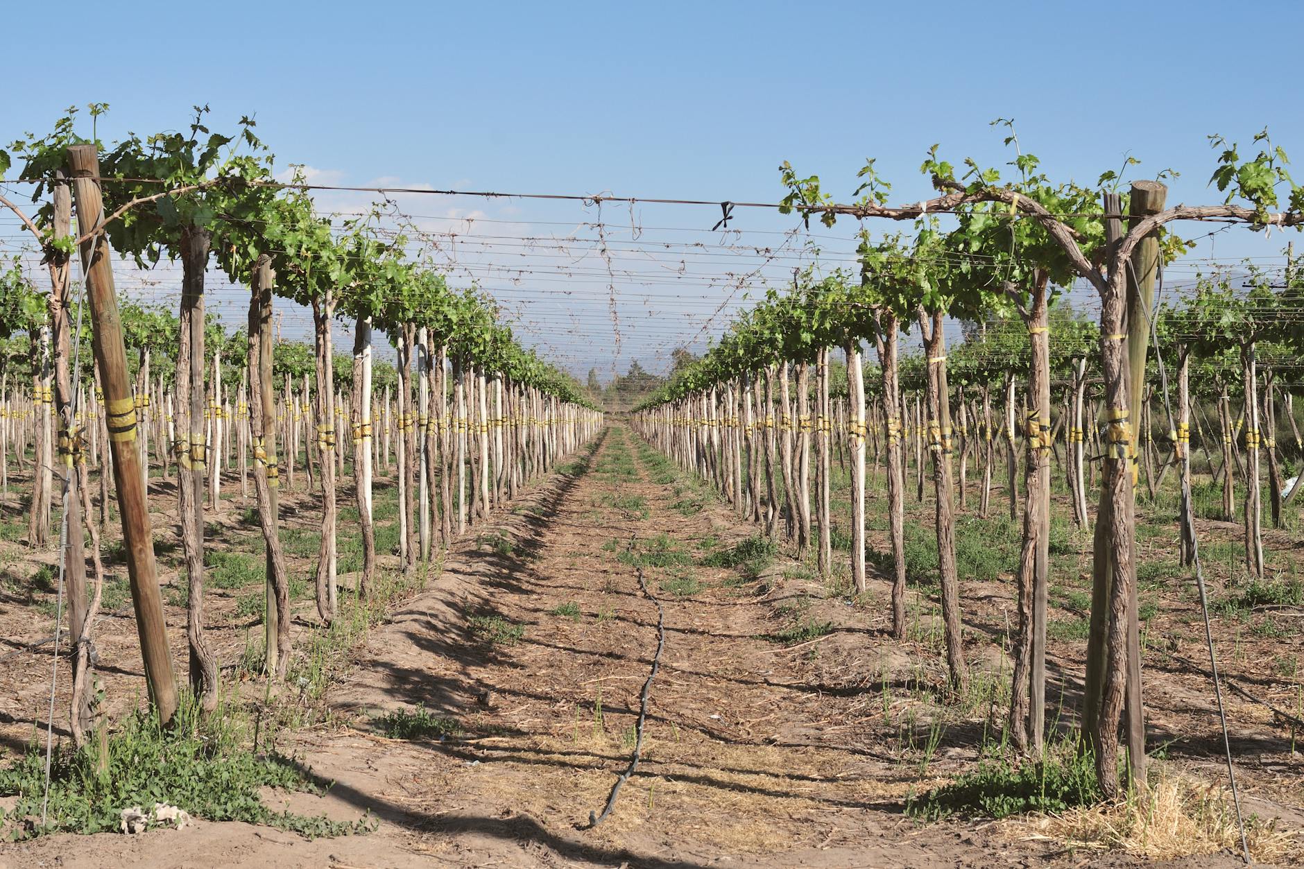 Robert Sinskey Vineyards