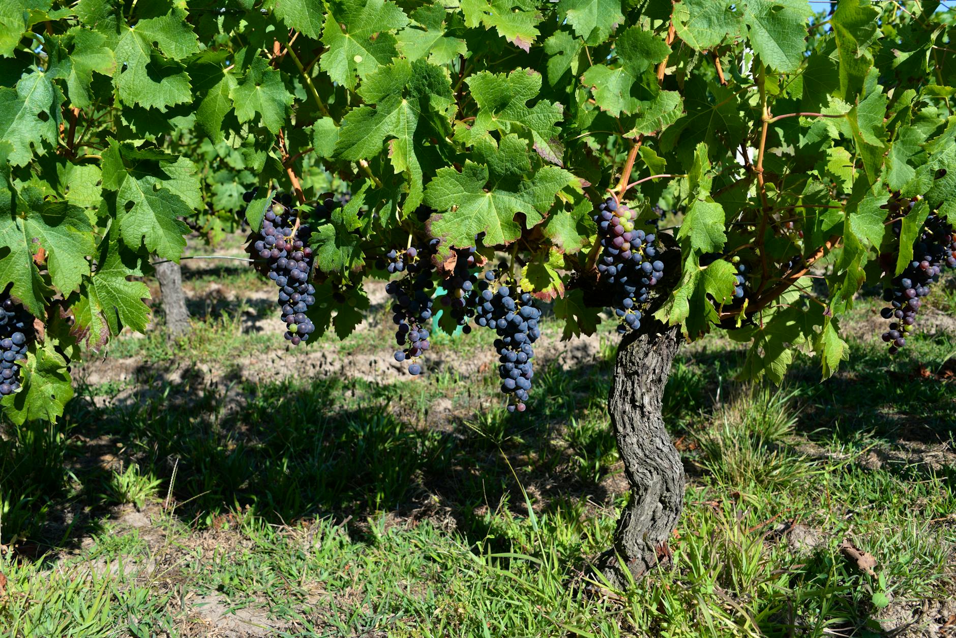 Helena View Johnston Vineyards