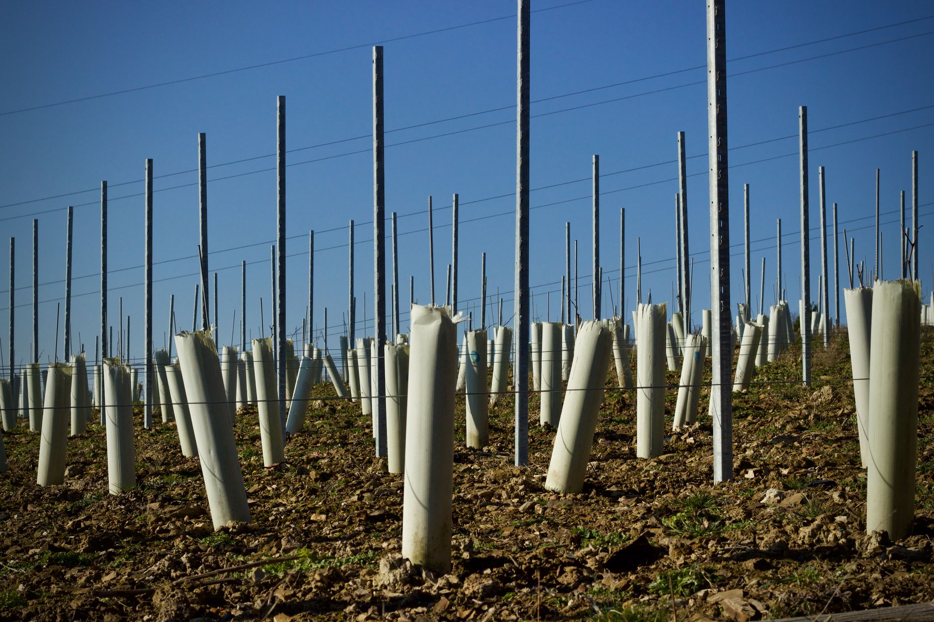 Lang & Reed Wine Company