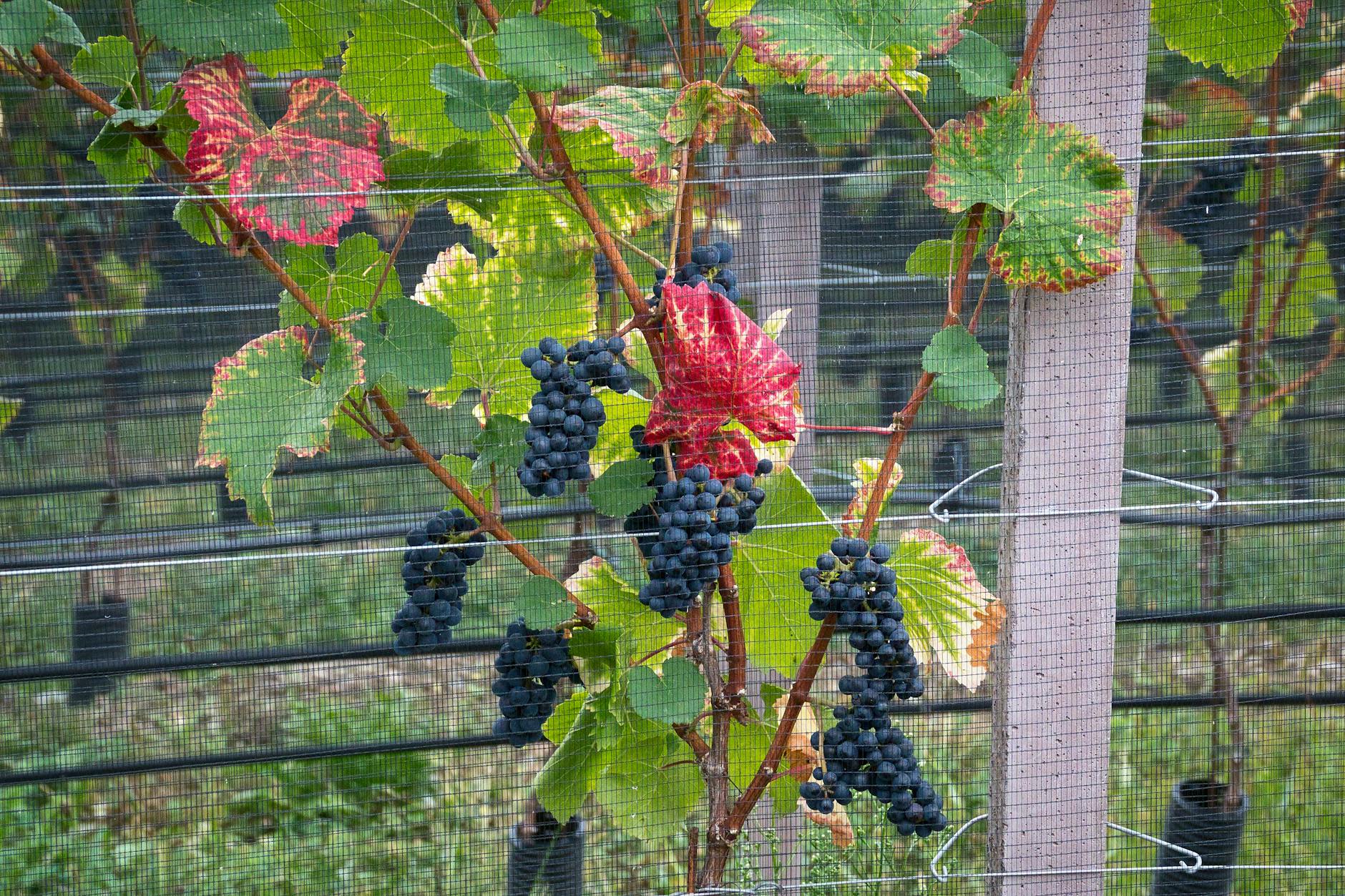Farella Vineyard
