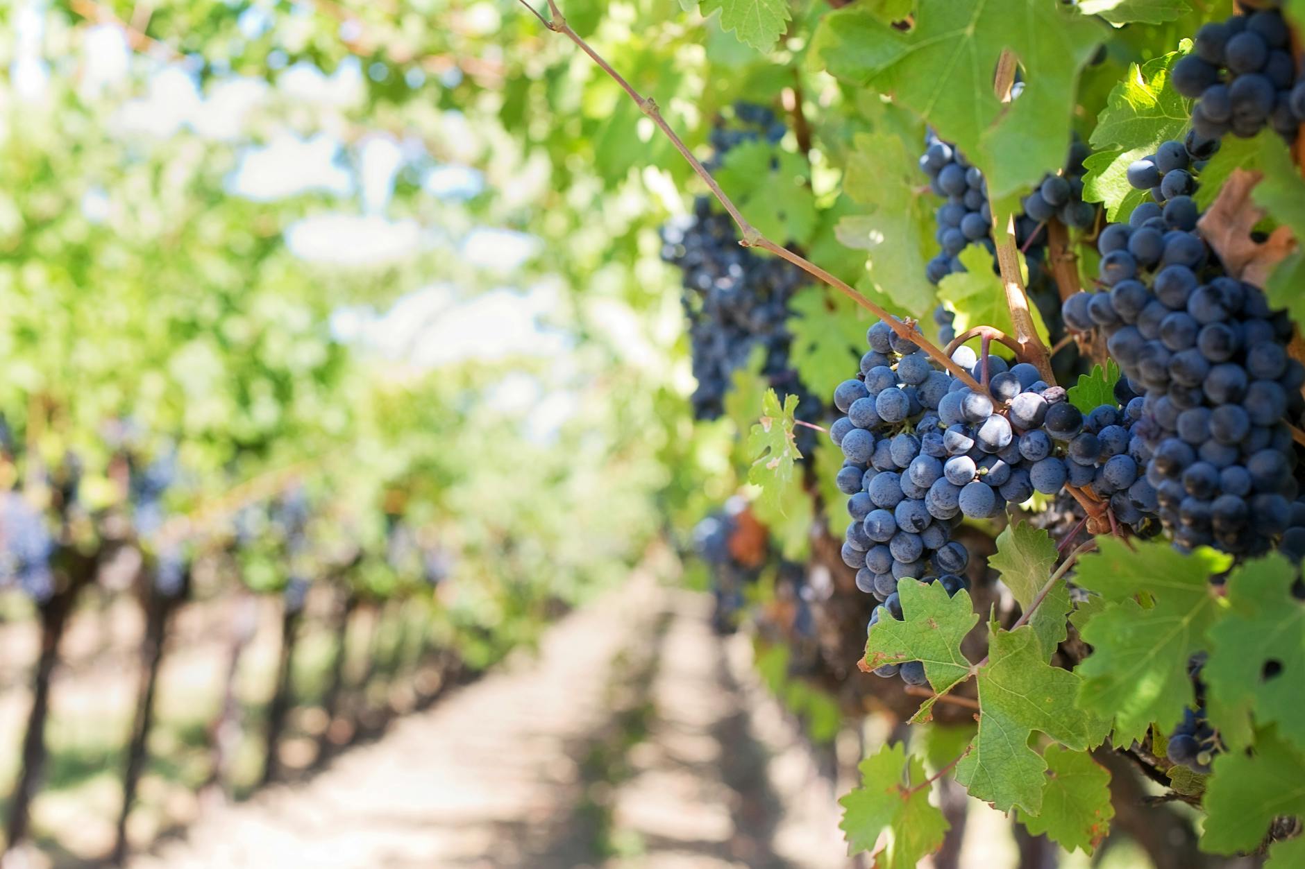 PlumpJack Winery