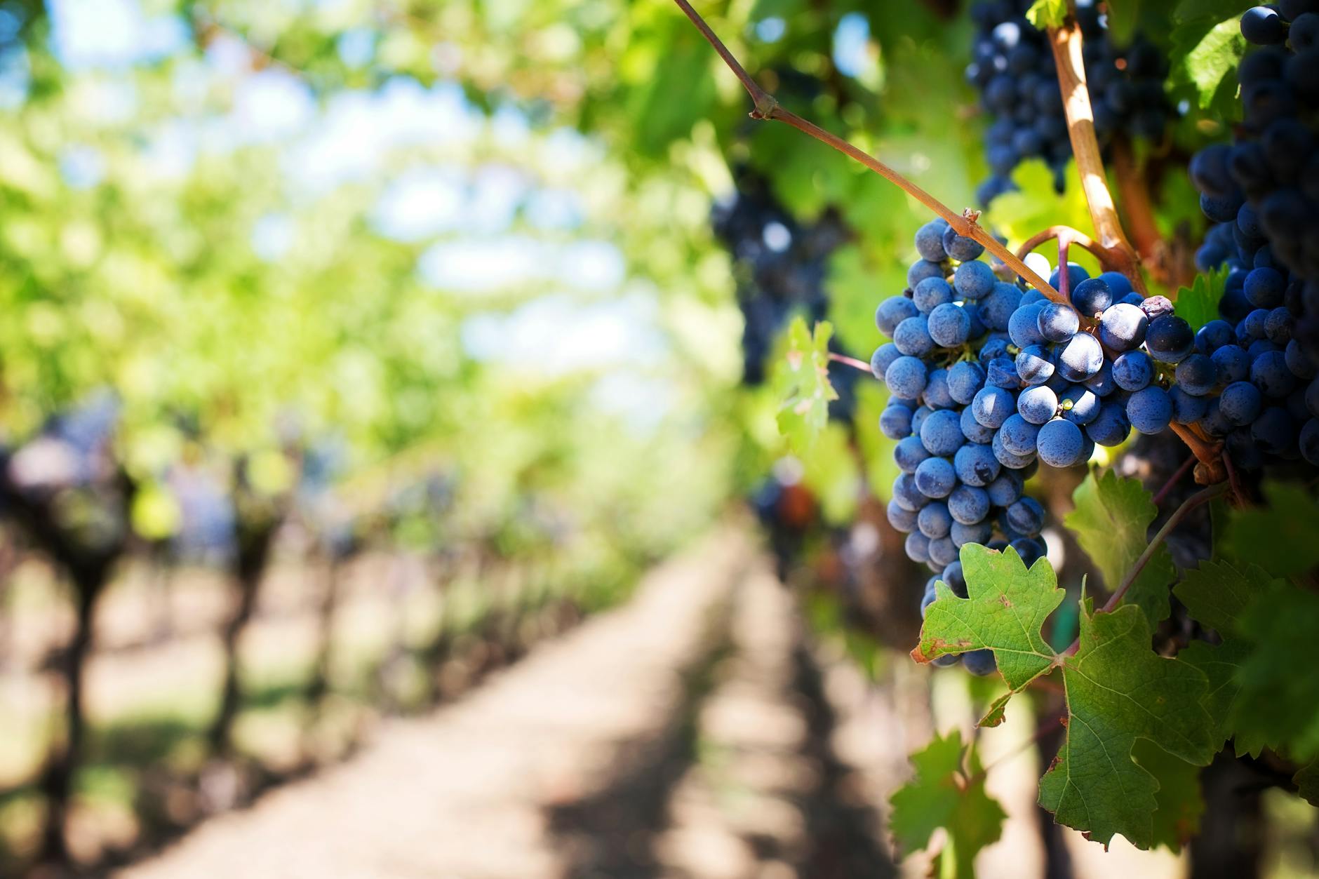 Emmolo Wines